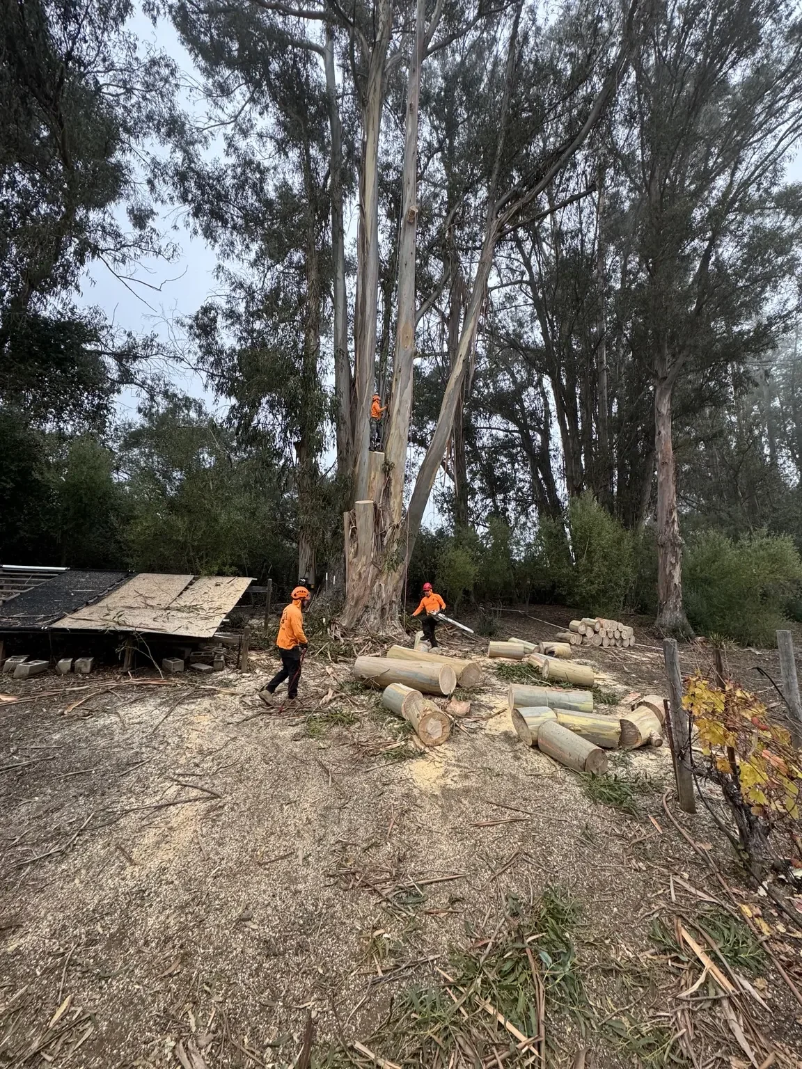 Tree Removal Near Me