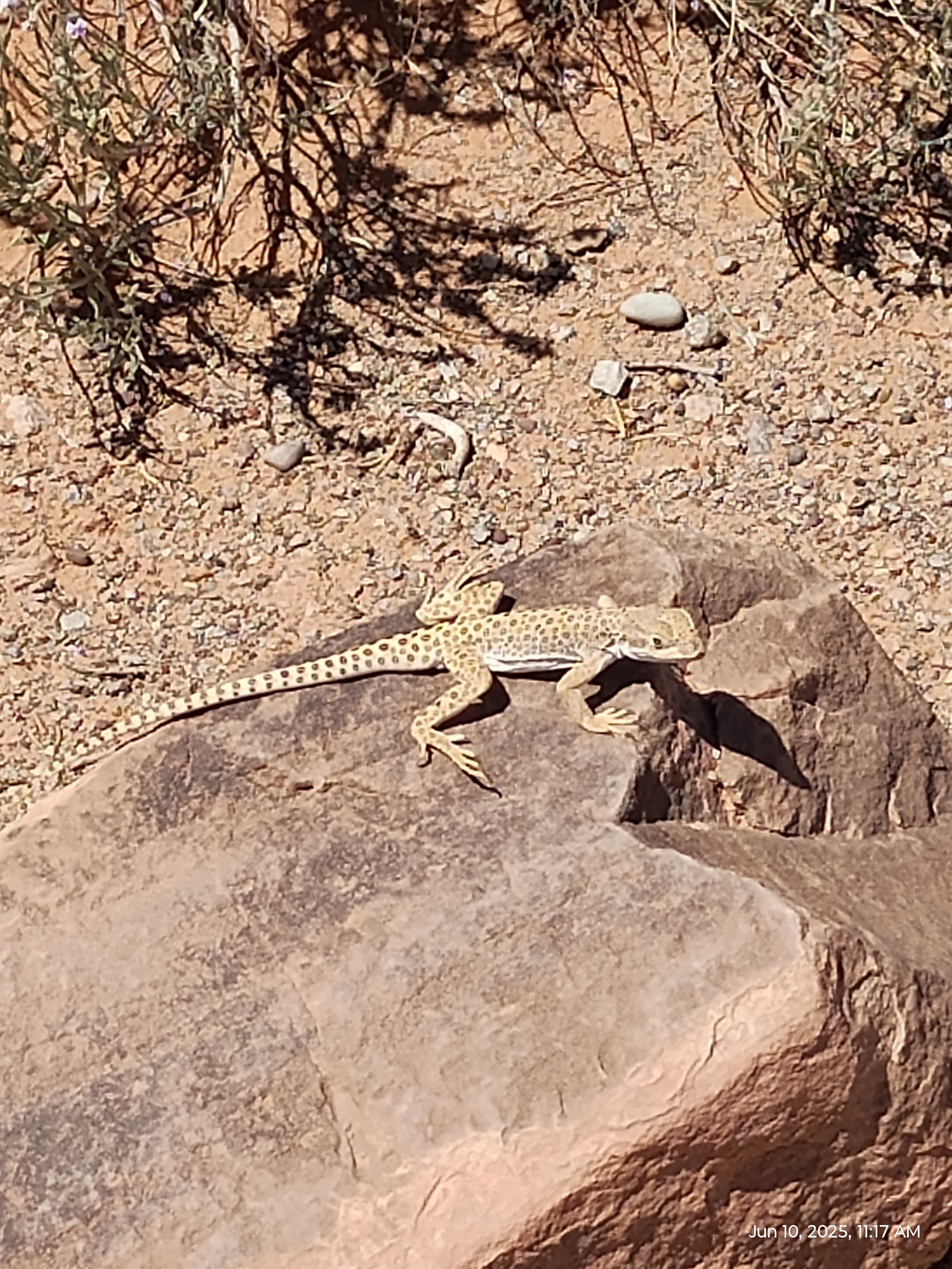 A spotted lizard?!