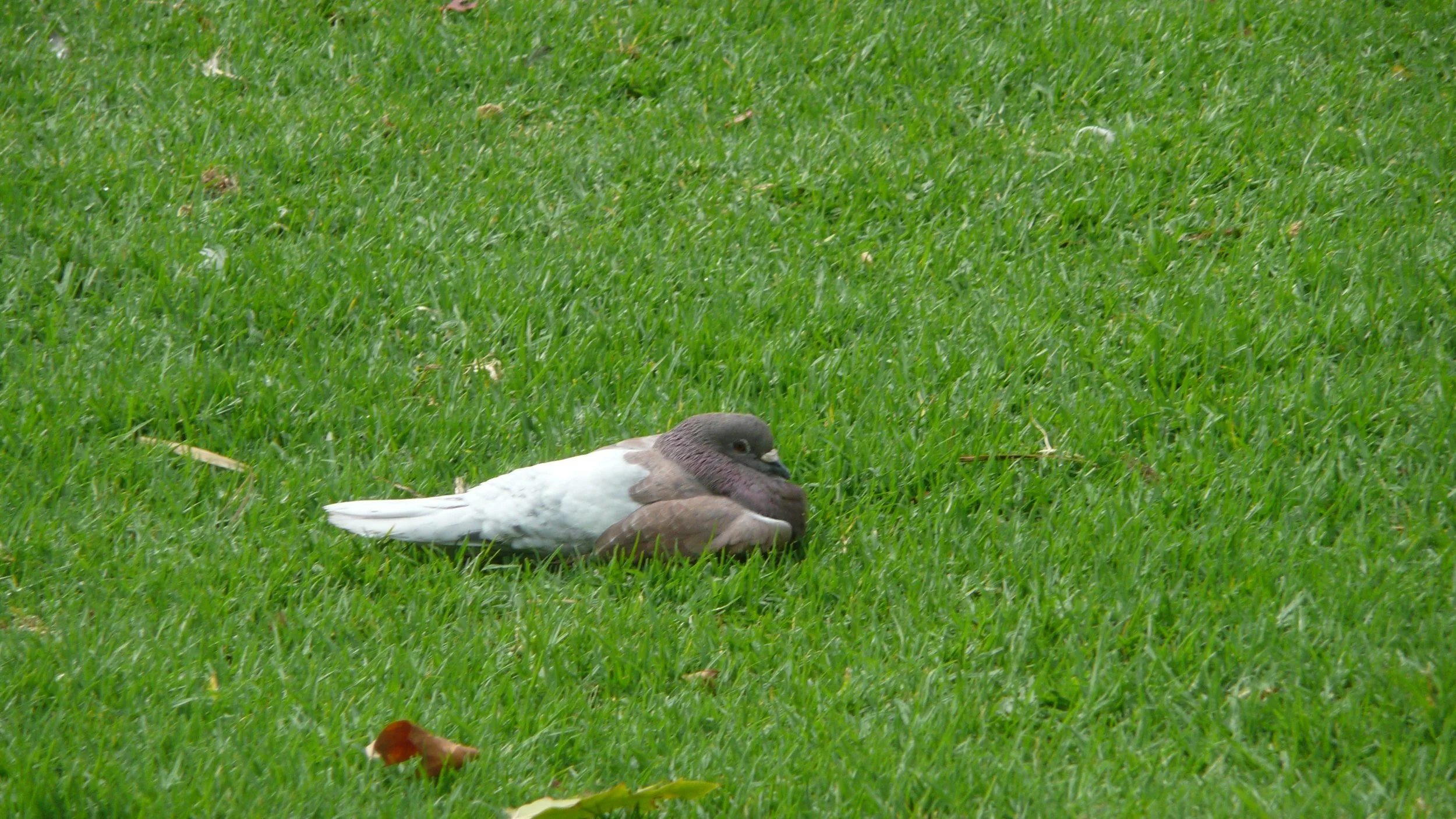 Sleeping Pigeon