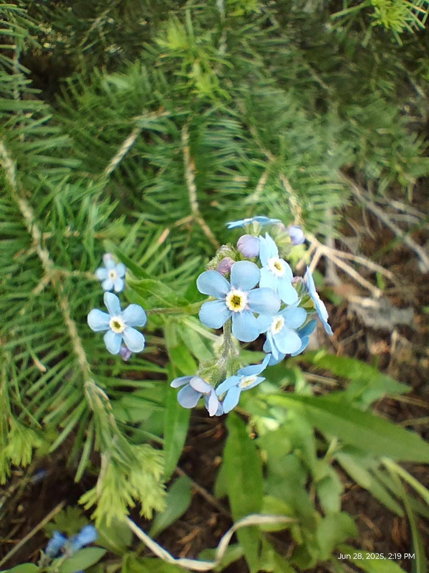 Forget-me-nots