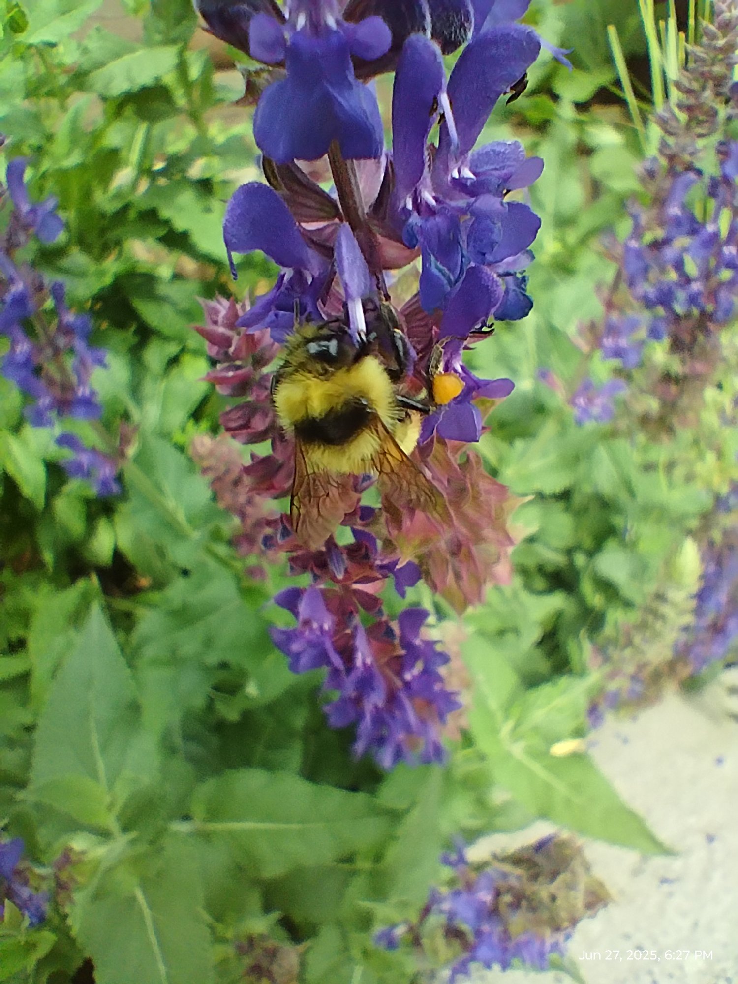 A flower with a bee on it