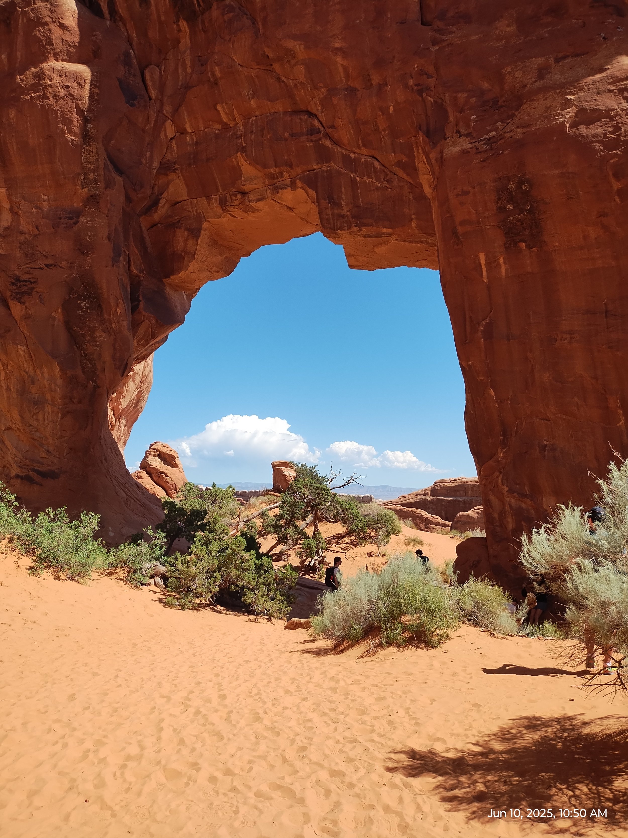 Pine Tree Arch