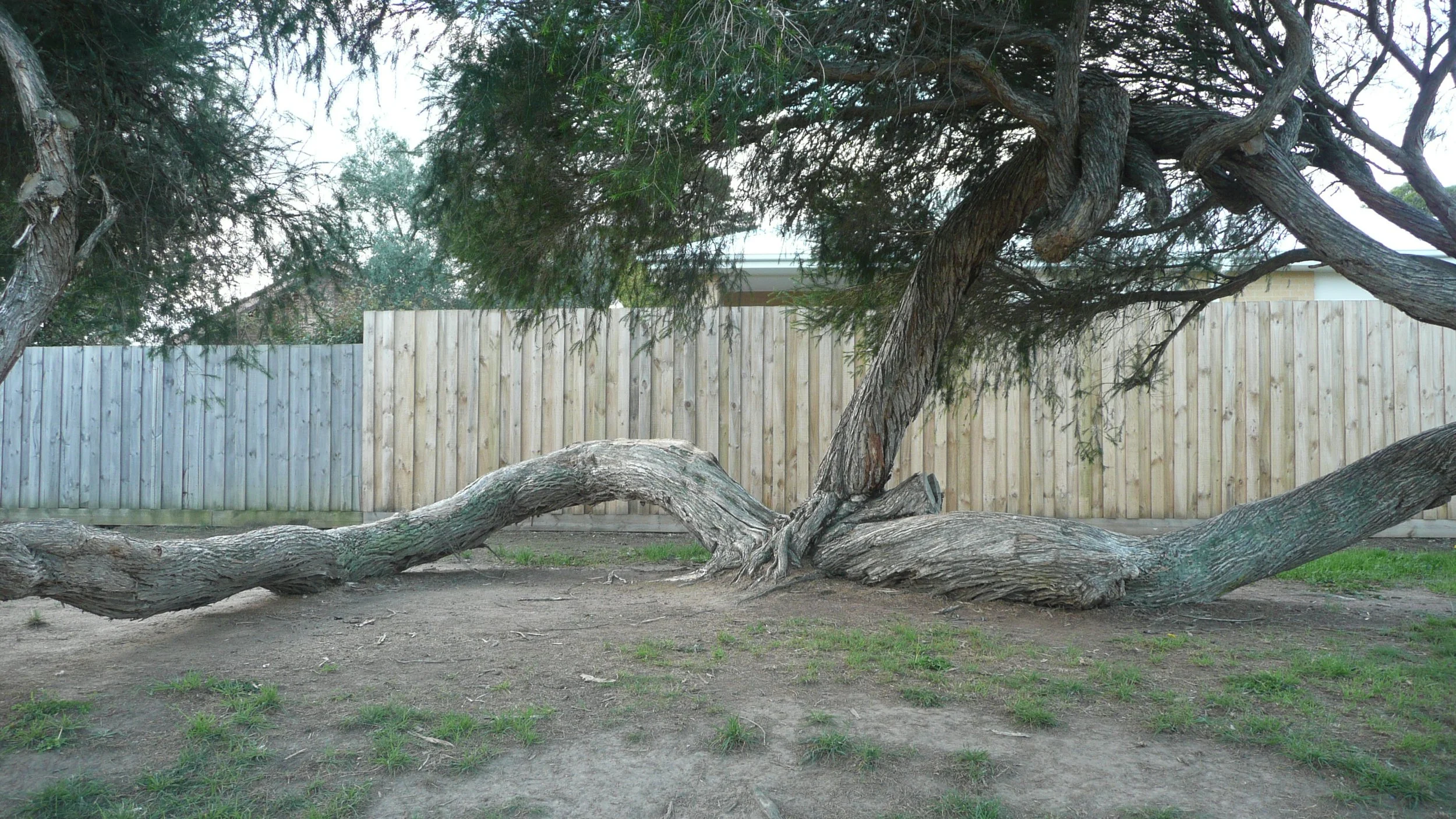 VERY Wonky Tree