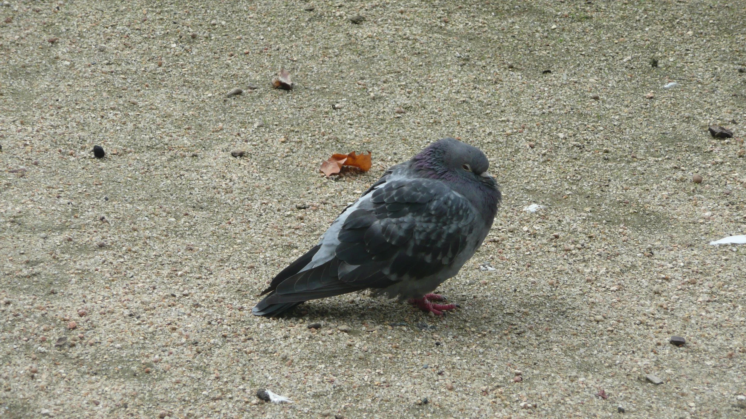 Pigeon
