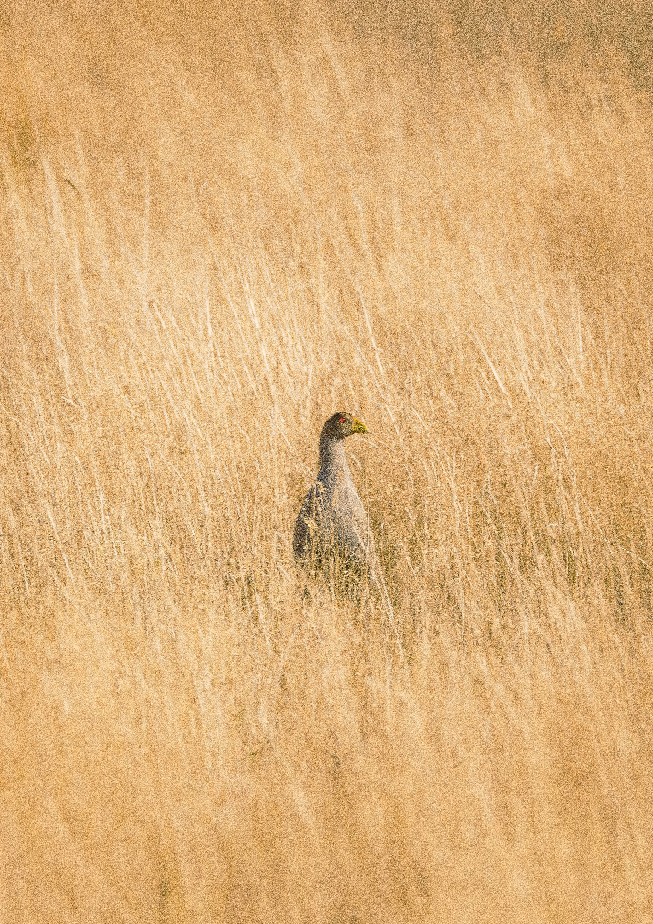 Tasmanian Native Hen