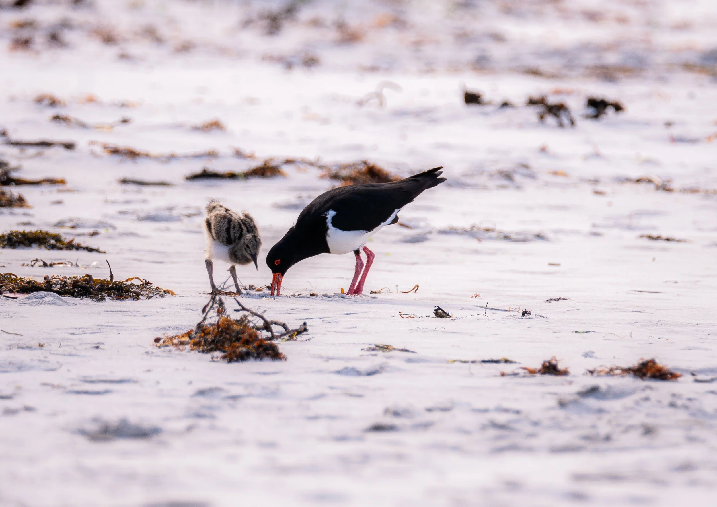 Pied Oystercatcher