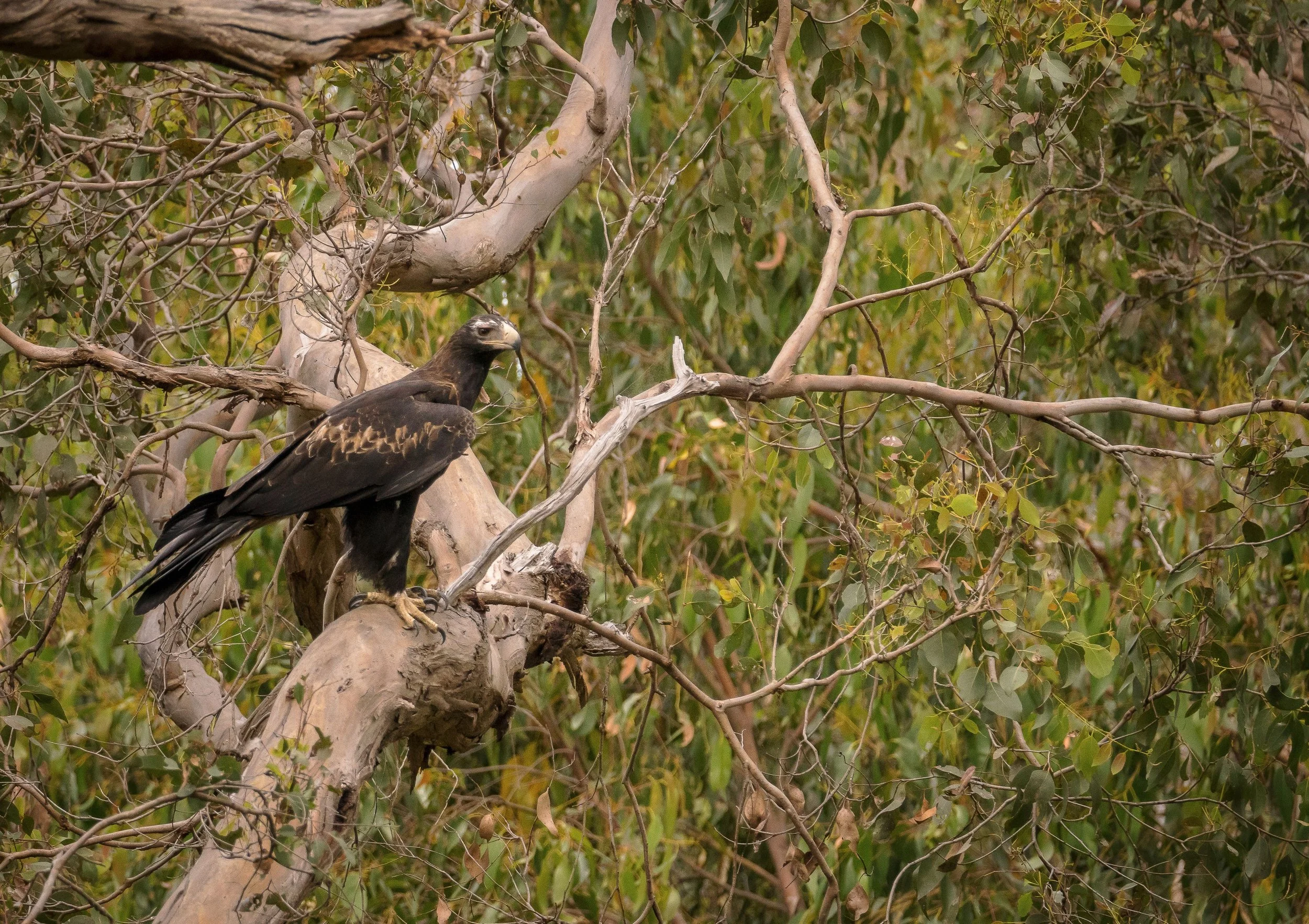 Wedge-Tailed Eagle