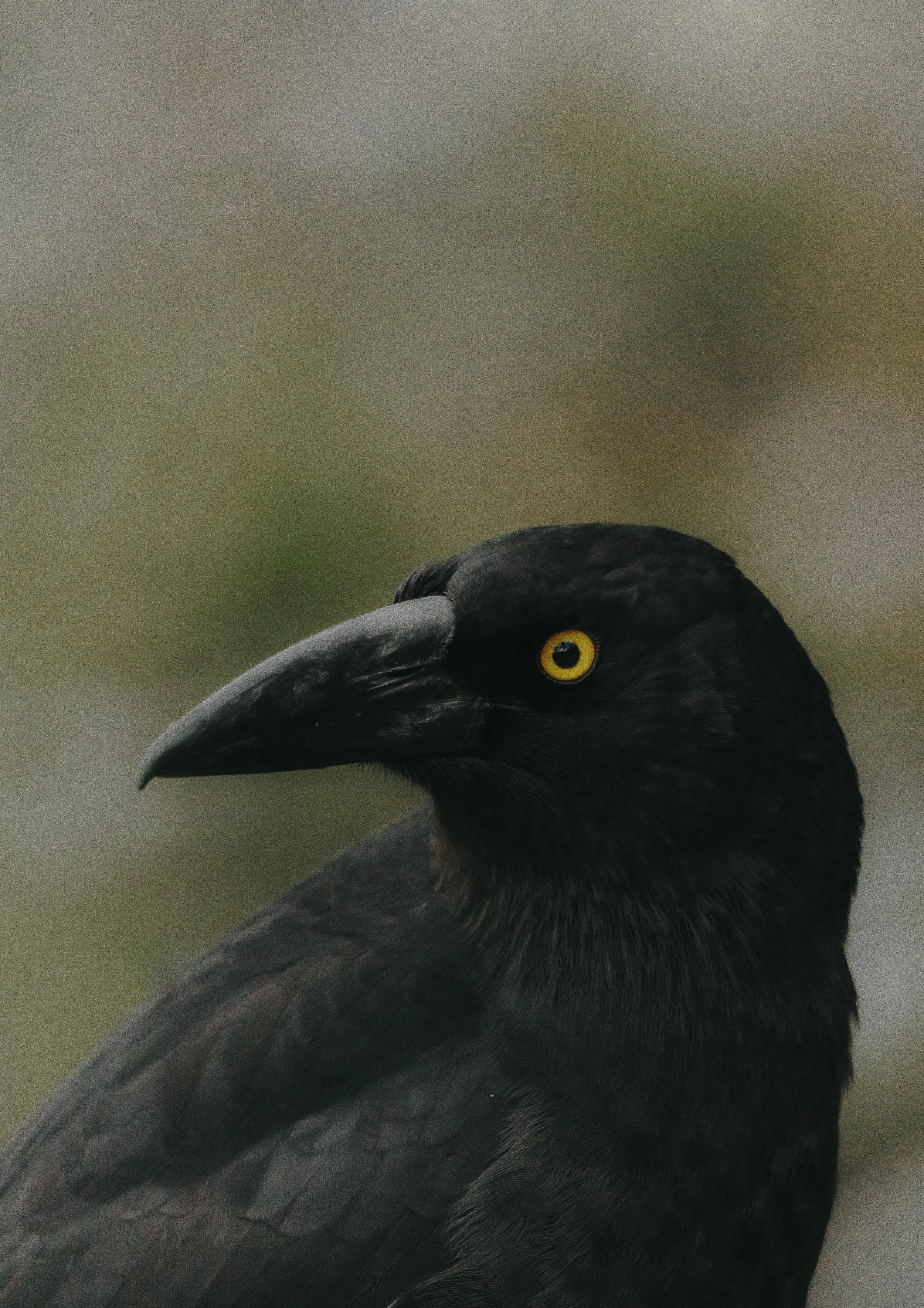 Black Currawong