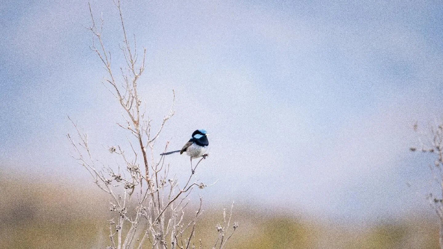Male Blue Fairwren (Malurus cyaneus).

While the OBP was the primary focus of being at Melaleuca, there were plenty of other birds to capture. 

#birdlifeaustralia #birdphotography #wildlifephotography #birdsofinstagram #australianbirds #nationalgeog