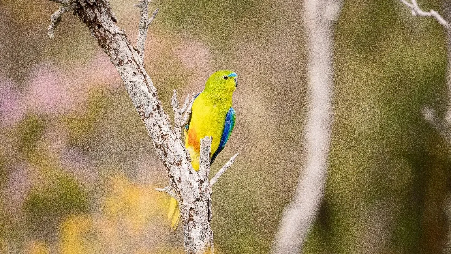 Orange-Bellied Parrot (Neophema chrysogaster).

It was a tiring trip from Port Davey to Malaluca and out again, but it was worth it. Partly due to these amazing little birds that had come down to breed and to rest, before flying North again.

#keepta