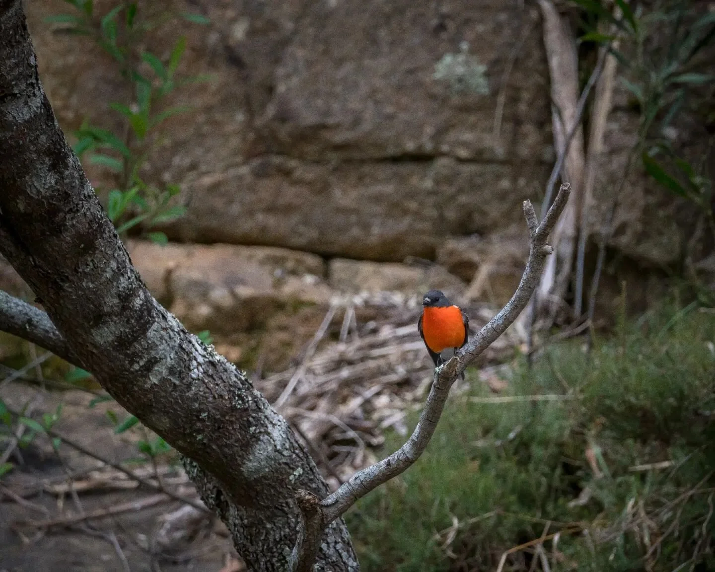 Flame Robin (Petroica phoenicea). 

I followed this male Robin for a while as he danced up the shores of the river, waiting for a mate to find him.

#sonya6500 #wildlifephotography #birdlifeaustralia #birdphotography #birdsofinstagram #tasmania #keep