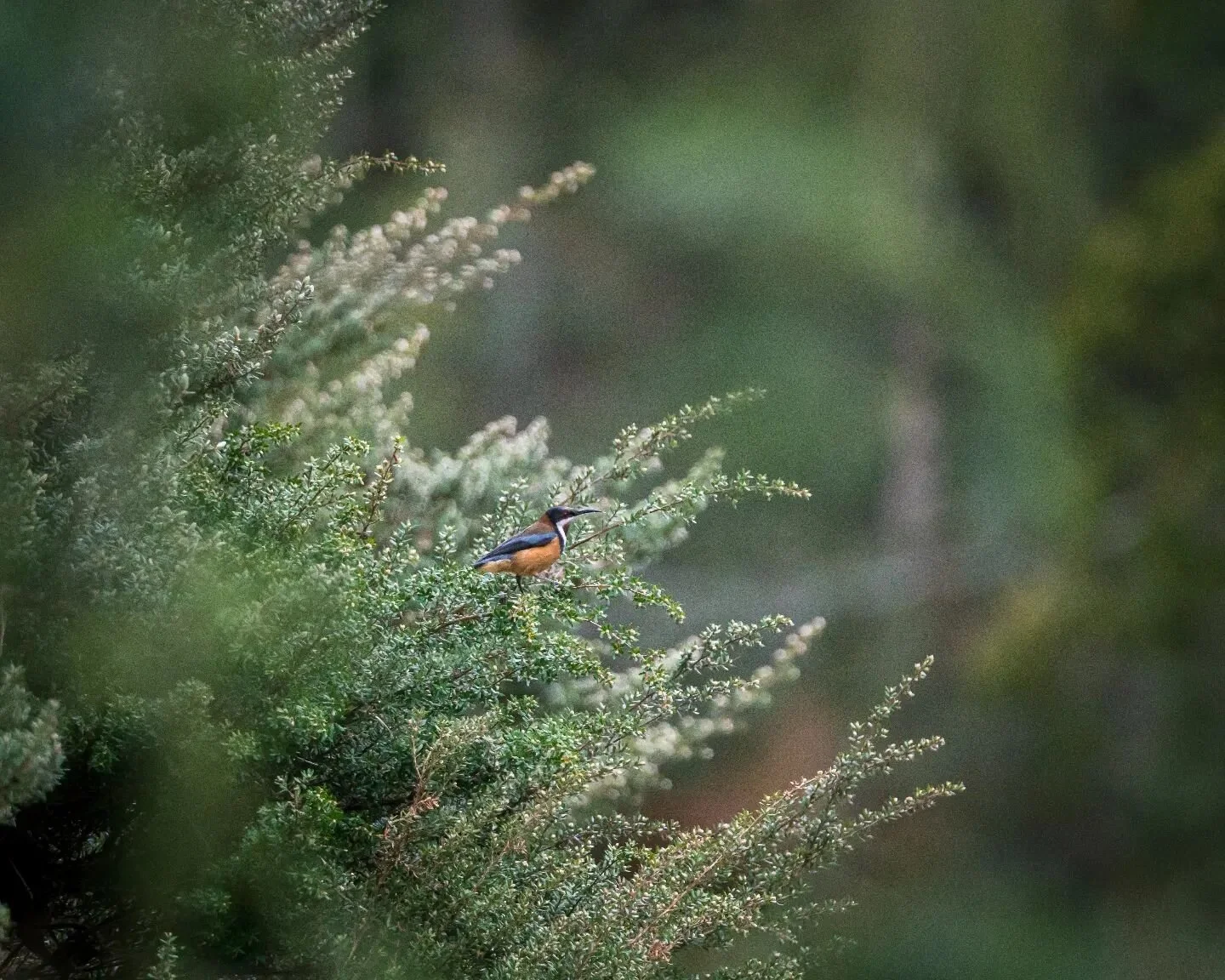 Eastern Spinebill (Acanthorhynchus tenuirostris) perched near a river bank.

#sonya6500 #birdlifeaustralia #birdphotography #sonyalpha #sigma100400mm #bird #natgeoyourshot #australiangeographic #australianbirds #animal #wildlifephotography #innaturew