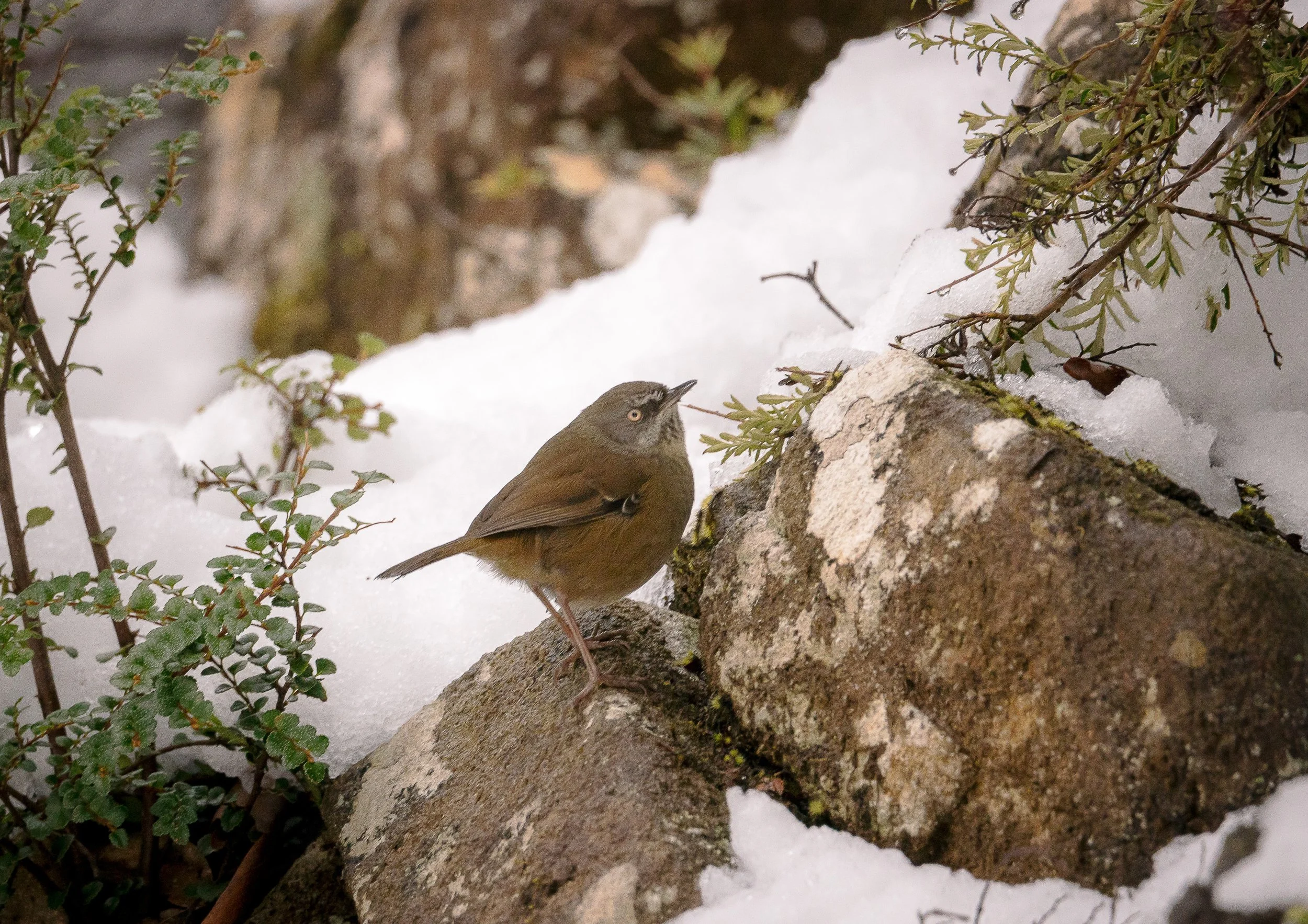Tasmanian Scrubwren