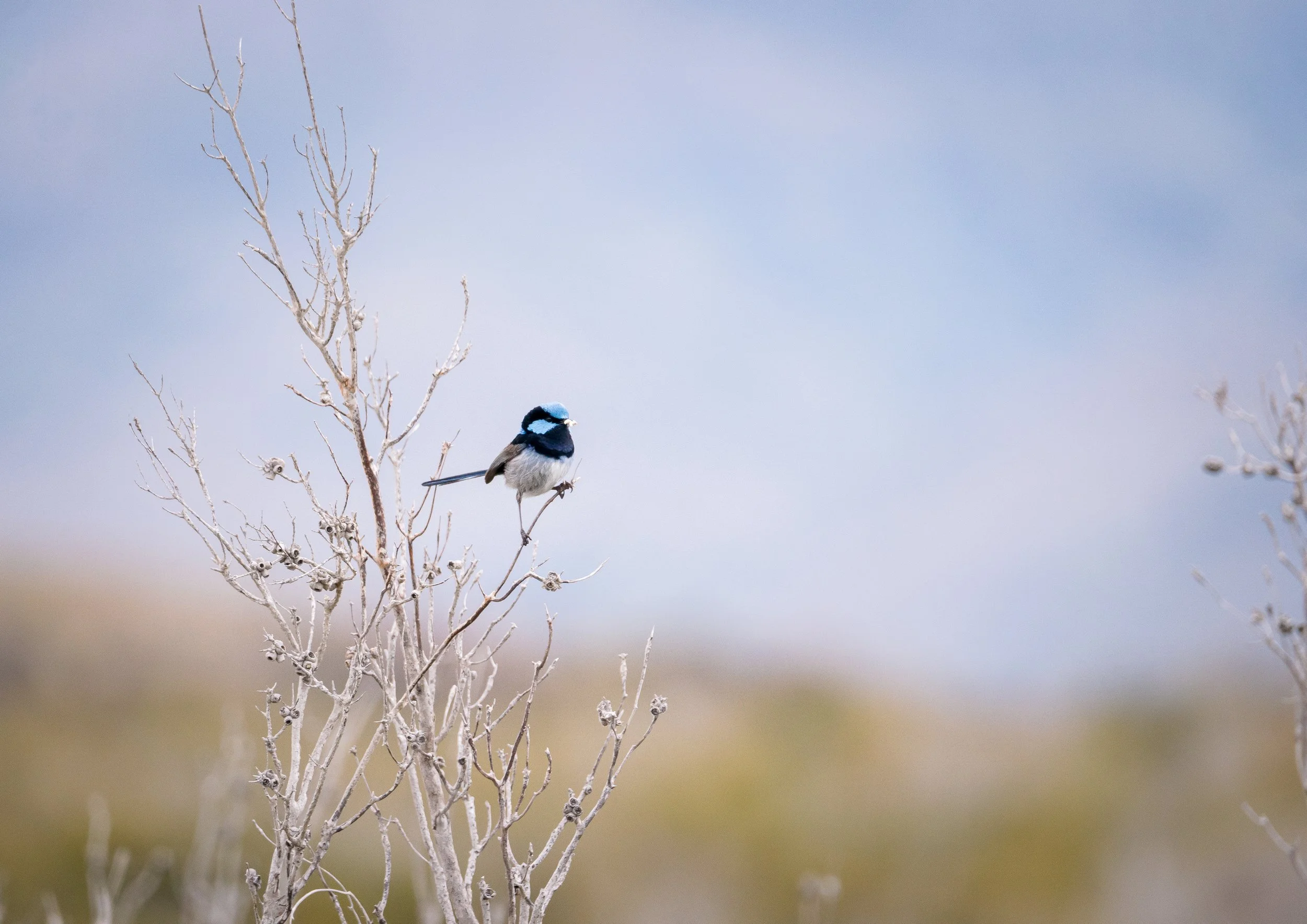 Superb fairy-wren