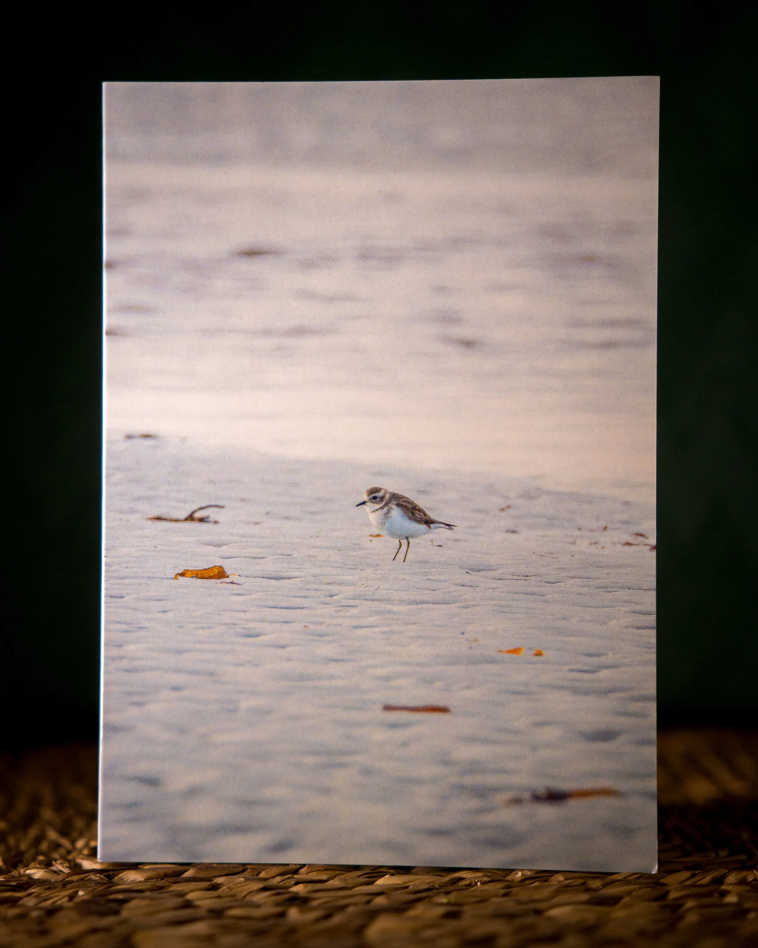 Double Banded Plover Greeting Card