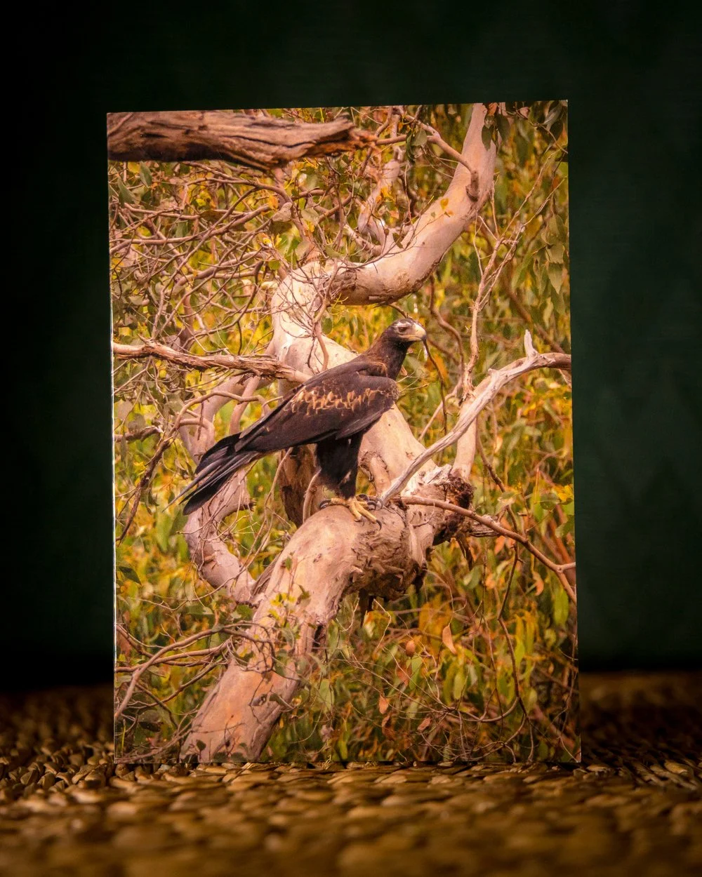 Wedge Tailed Eagle Greeting Card