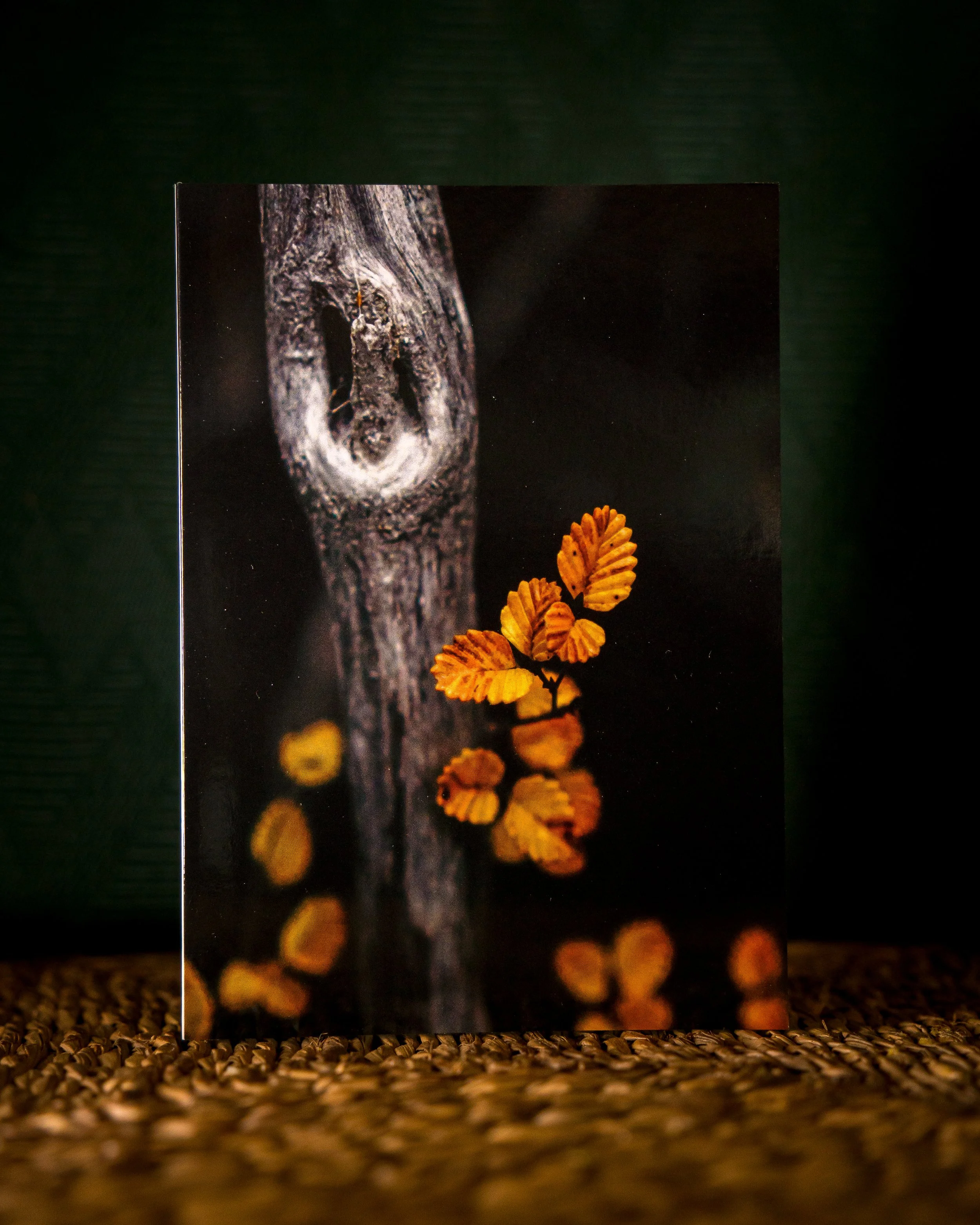 Fagus Up Close Greeting Card