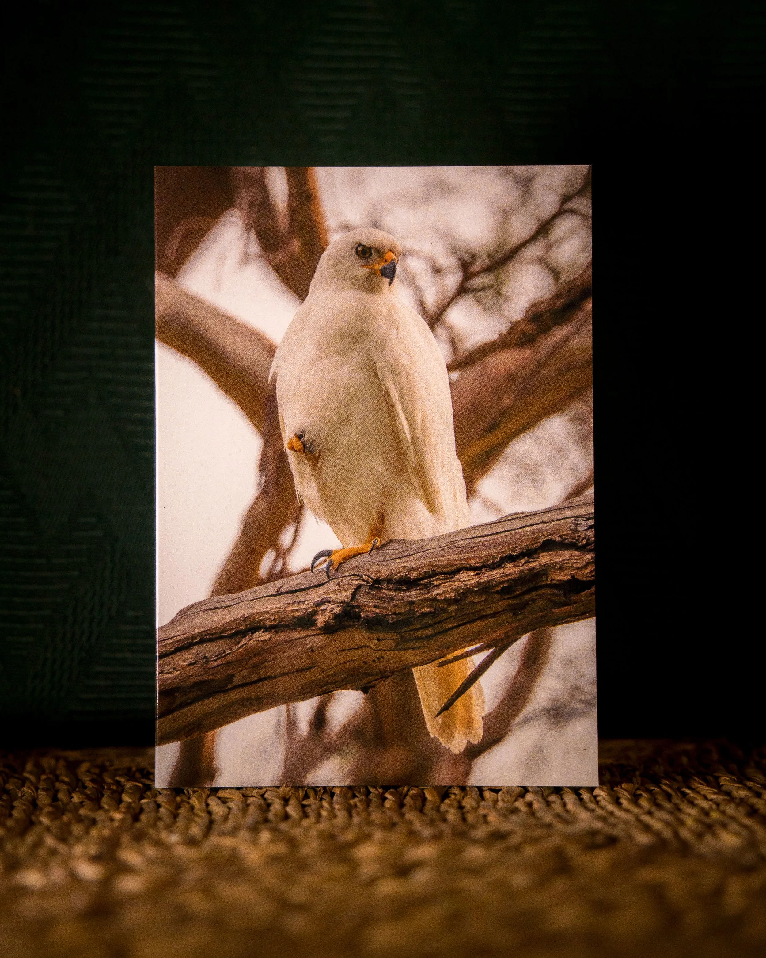 Grey Goshawk Greeting Card
