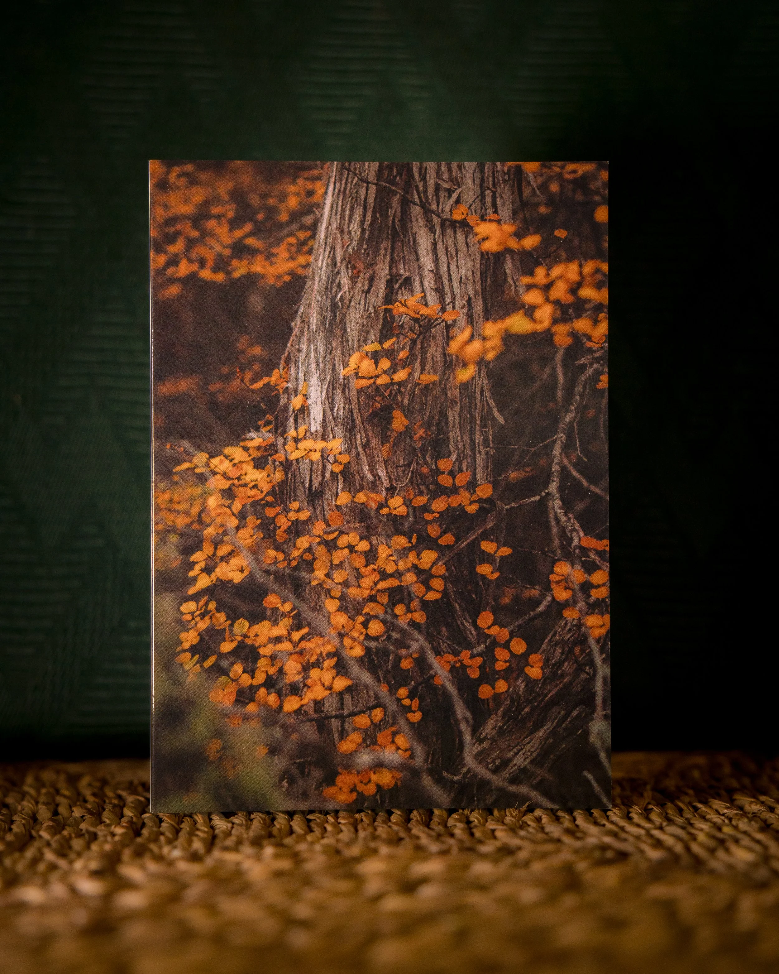 Wrapped Fagus Greeting Card