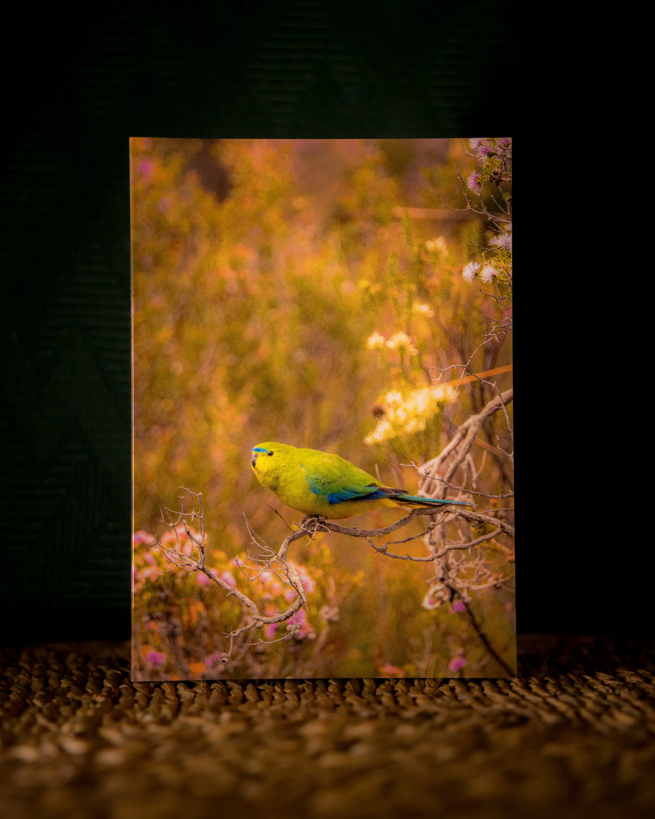 Orange Bellied Parrot Greeting Card