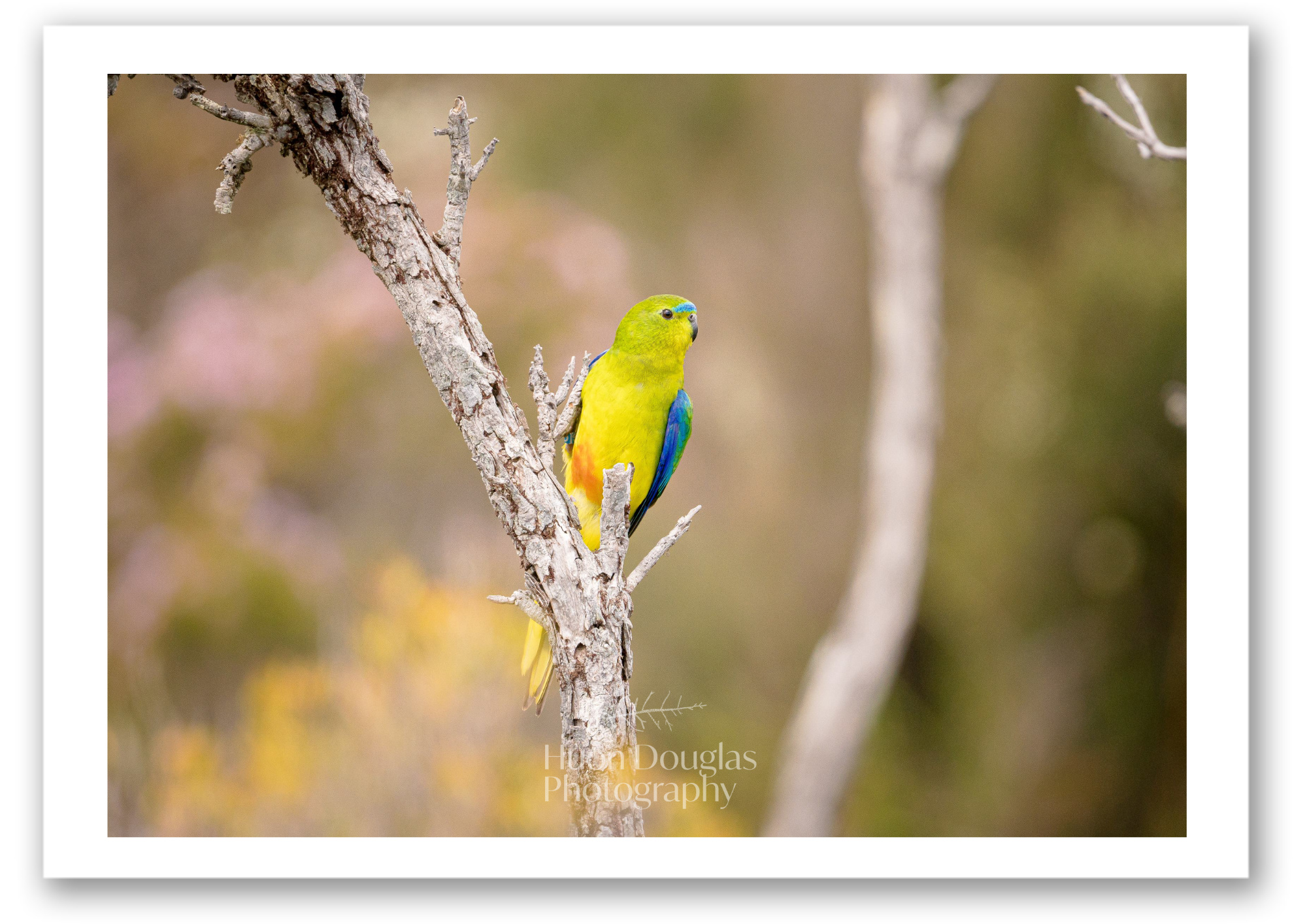 Orange Bellied Parrot A4.png