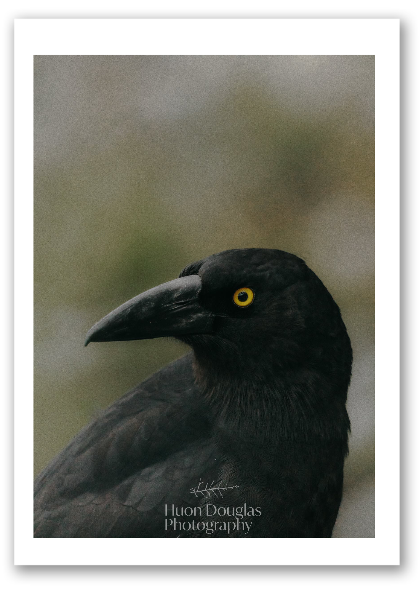 Currawong A4.png