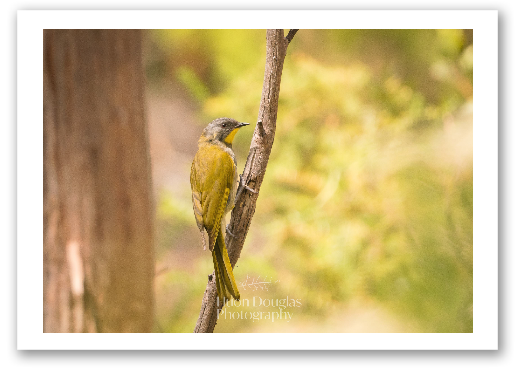Yellow Throated A4.png