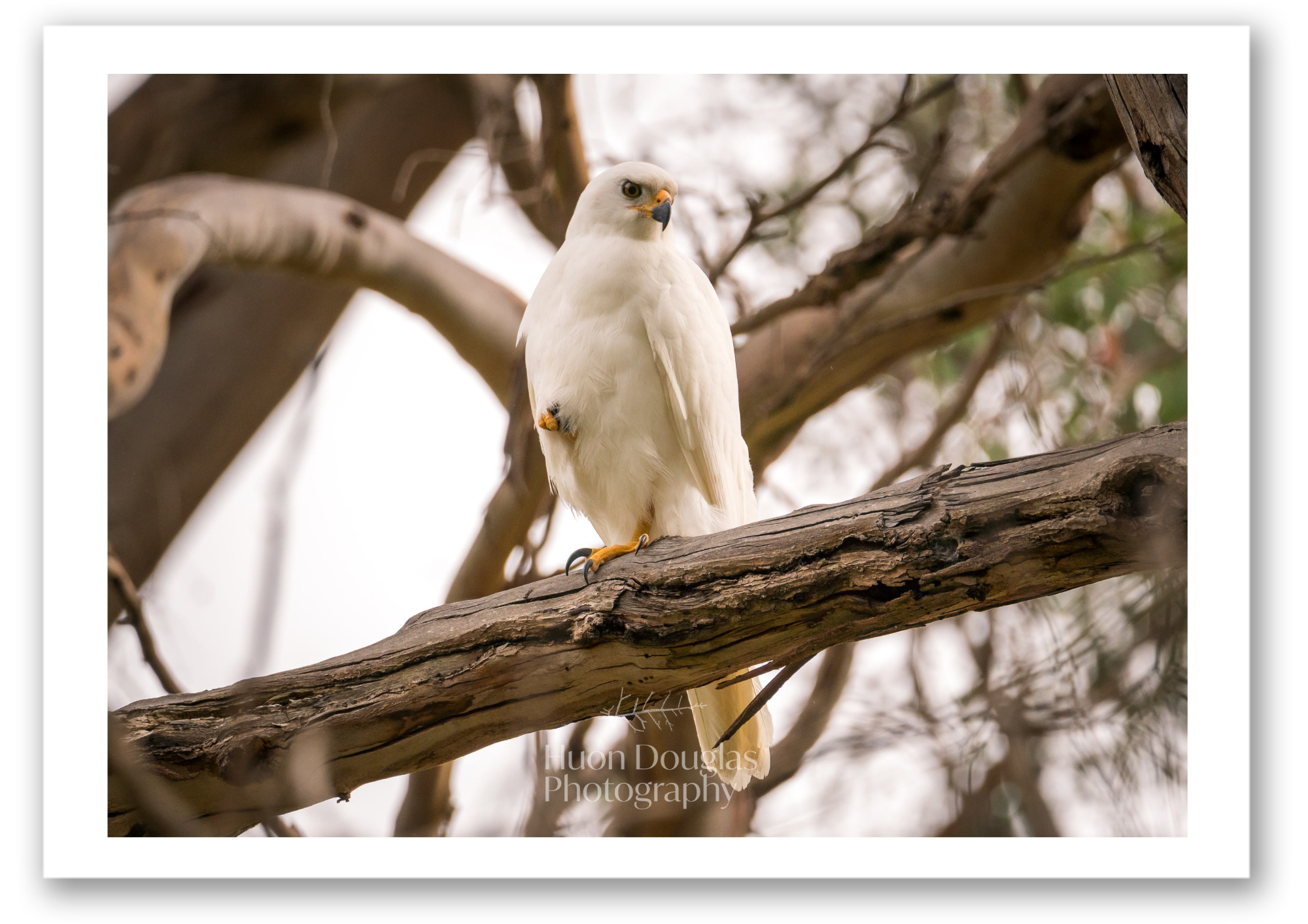 Grey Goshawk A4.png