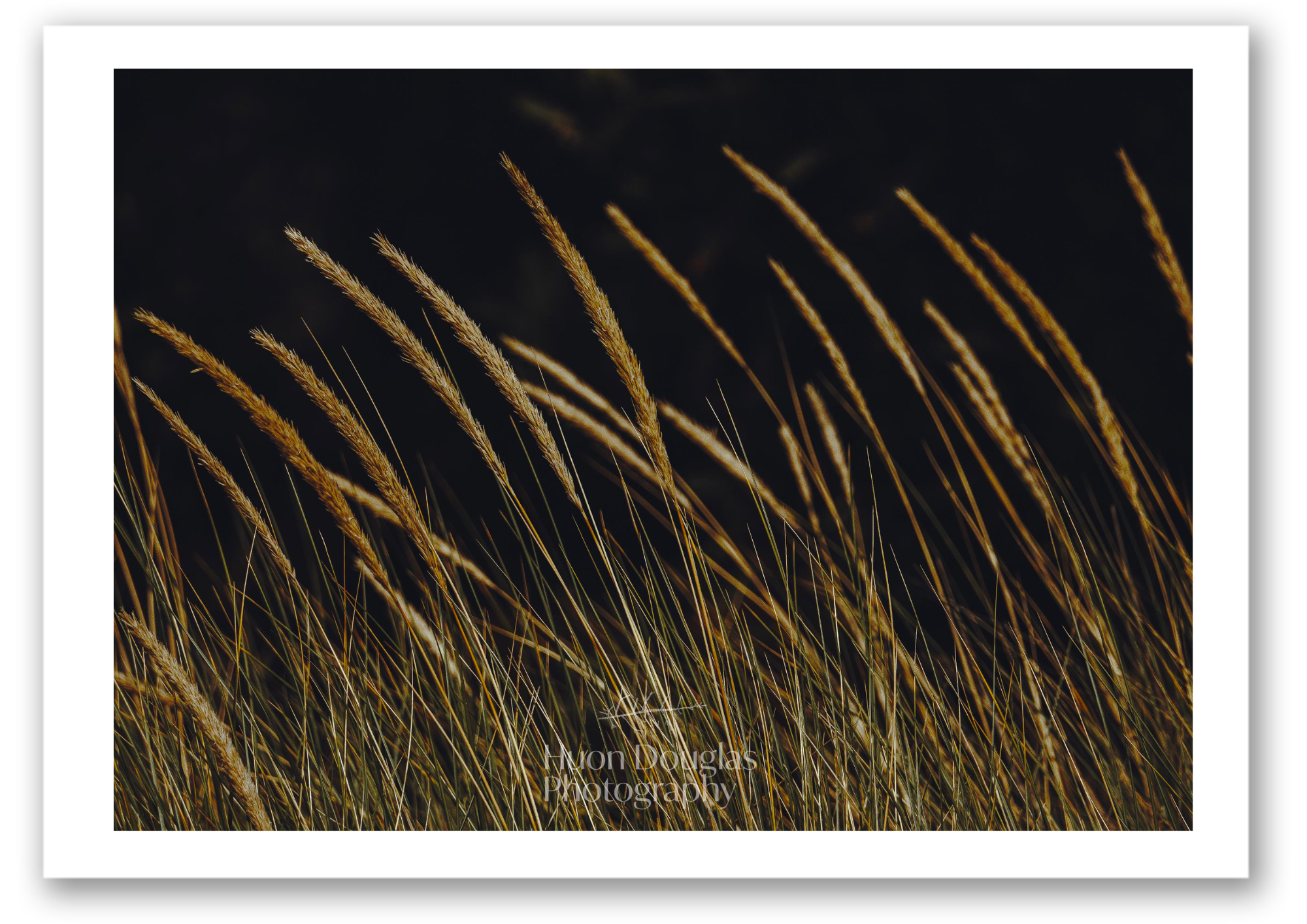 Dark Grasses A4.png