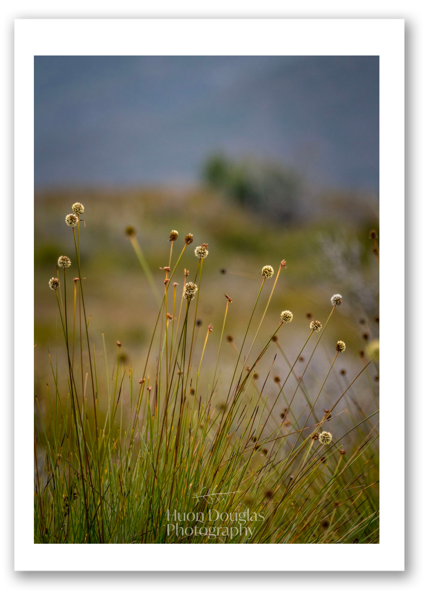 Buttongrass A4.png