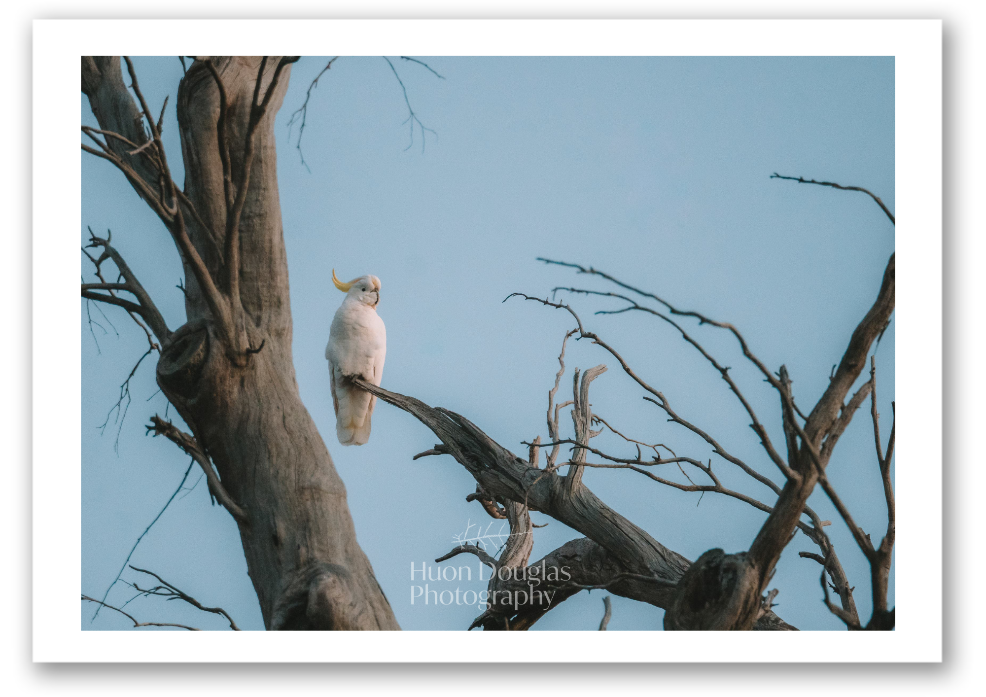 Sulpher Crested A4.png