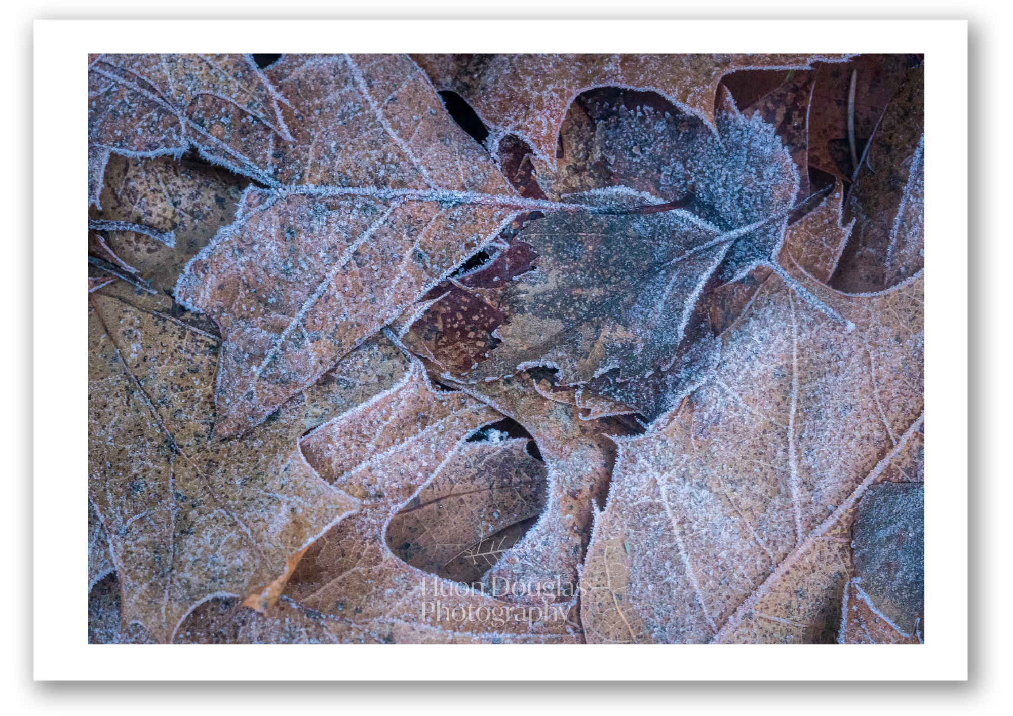 Frosted Leaves A4.png