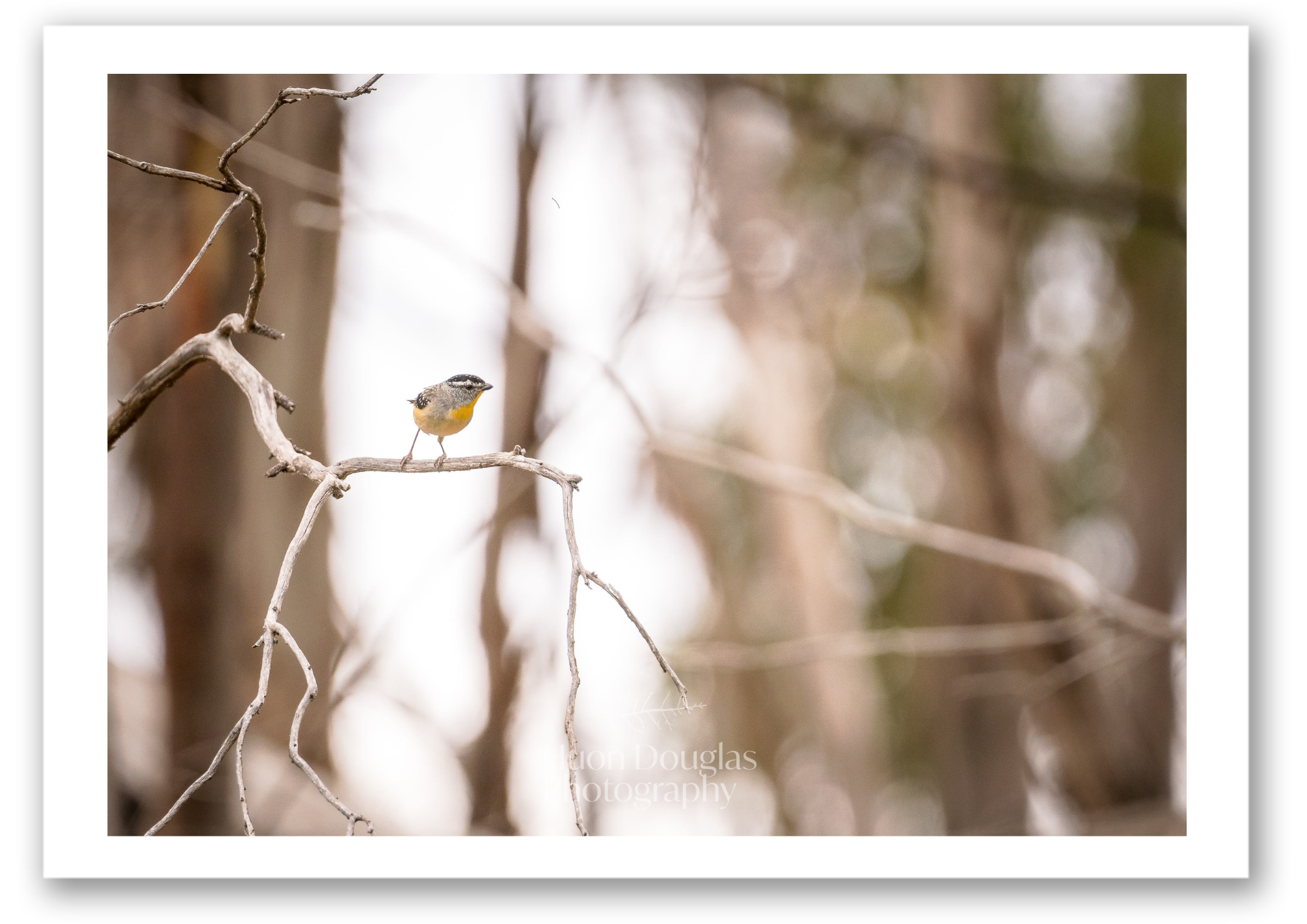 Spotted Pardalote A4.png