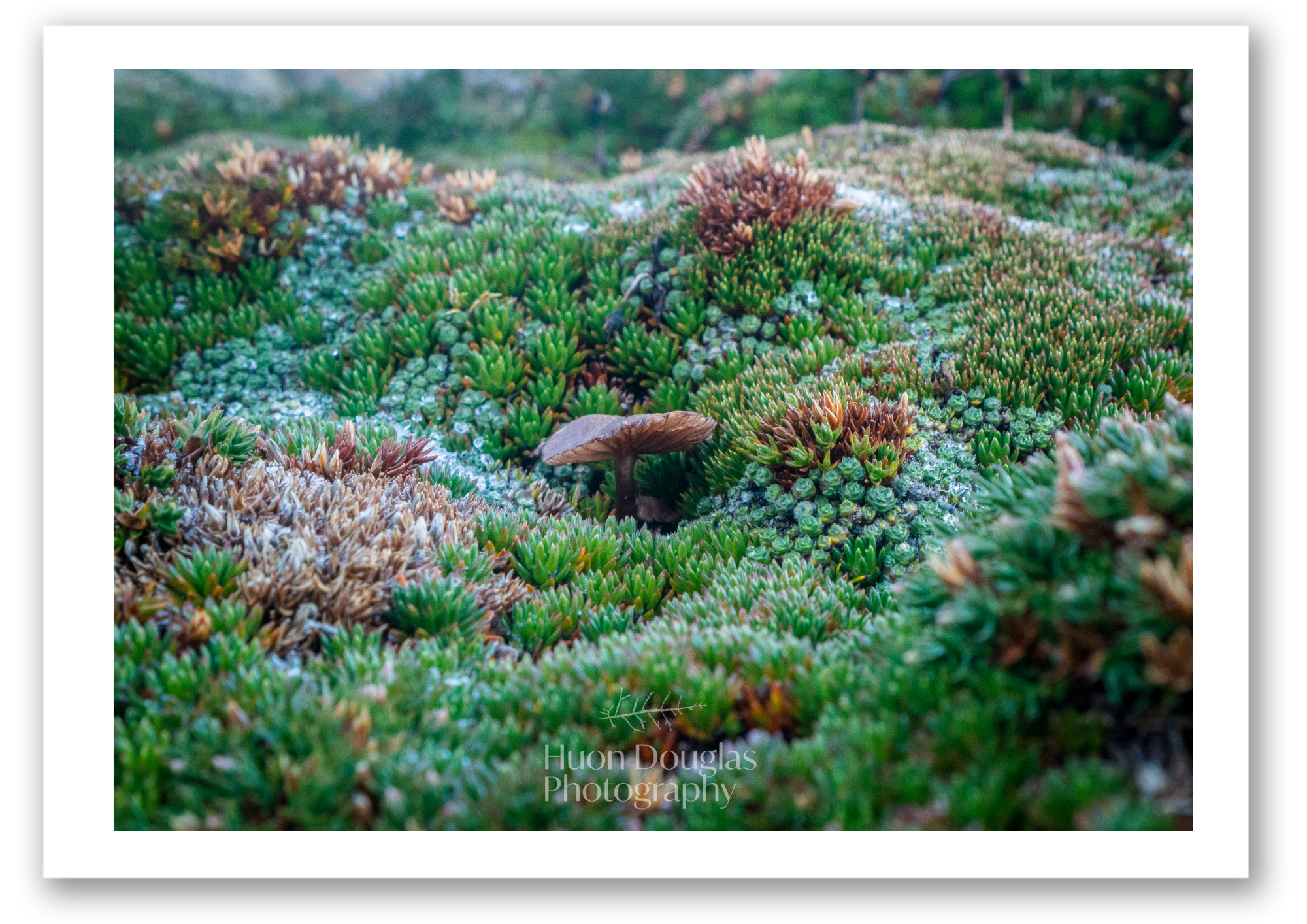 Cushioned Mushroom A4.png
