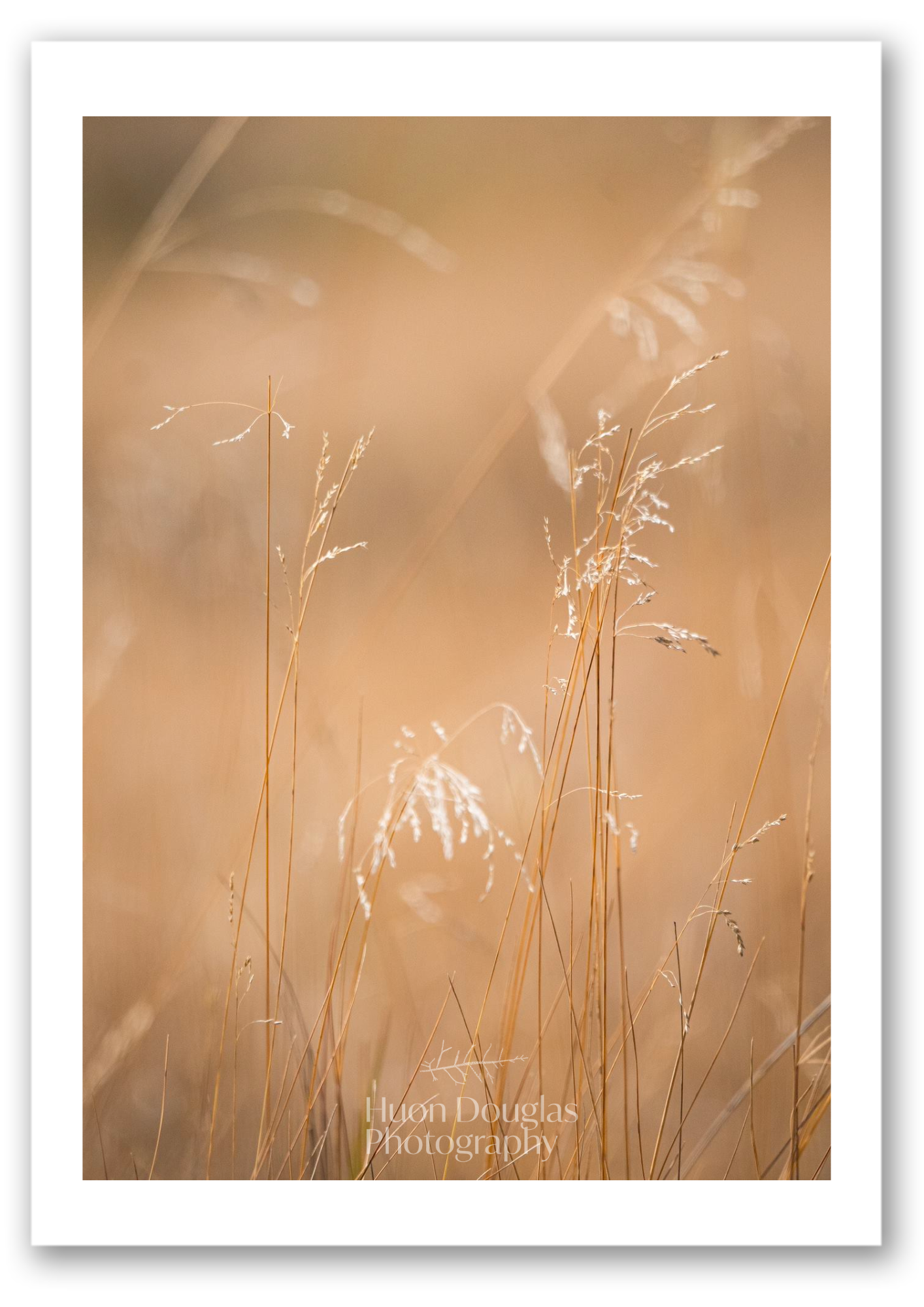 Grasses A4.png