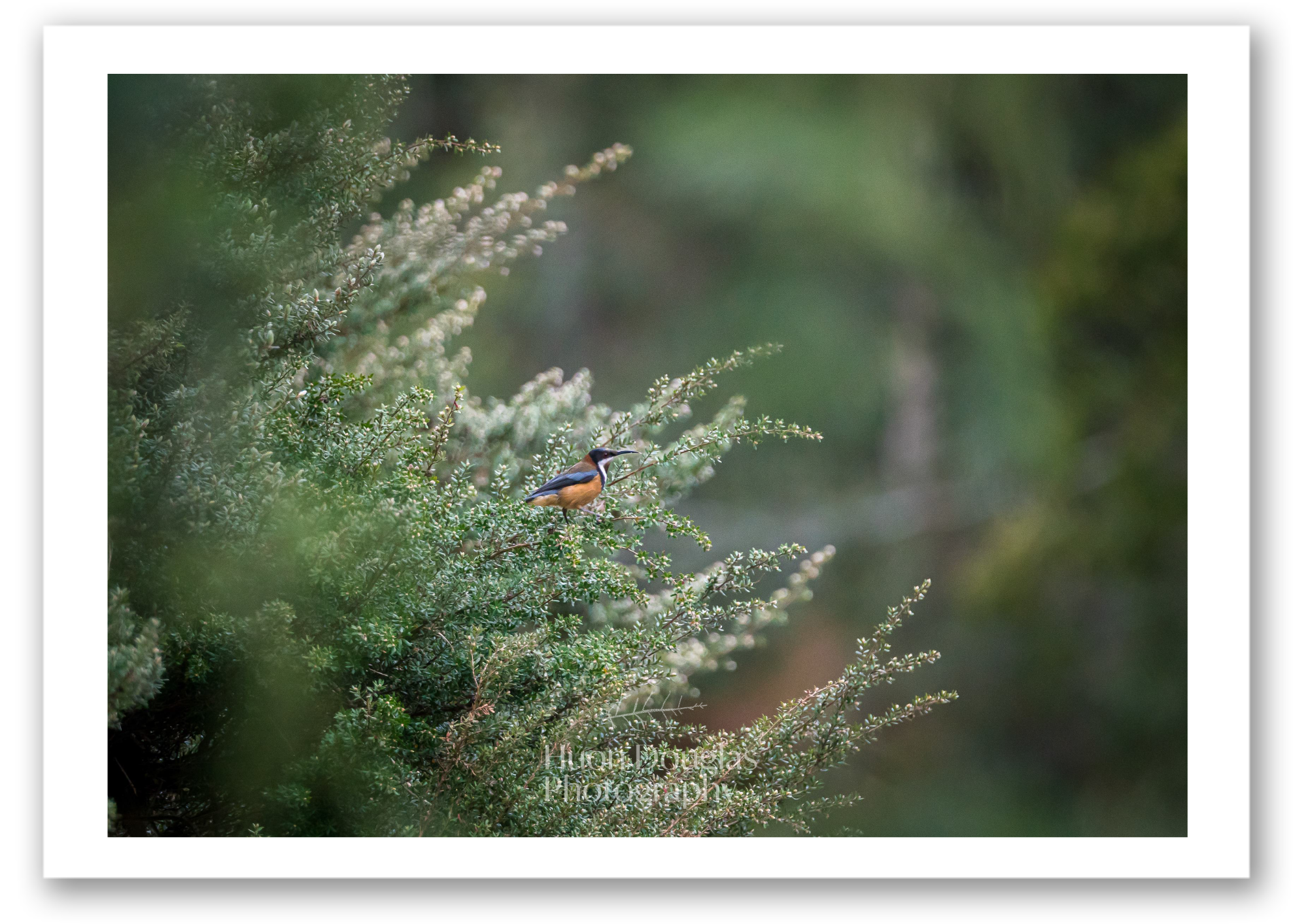Eastern Spinebill A4.png