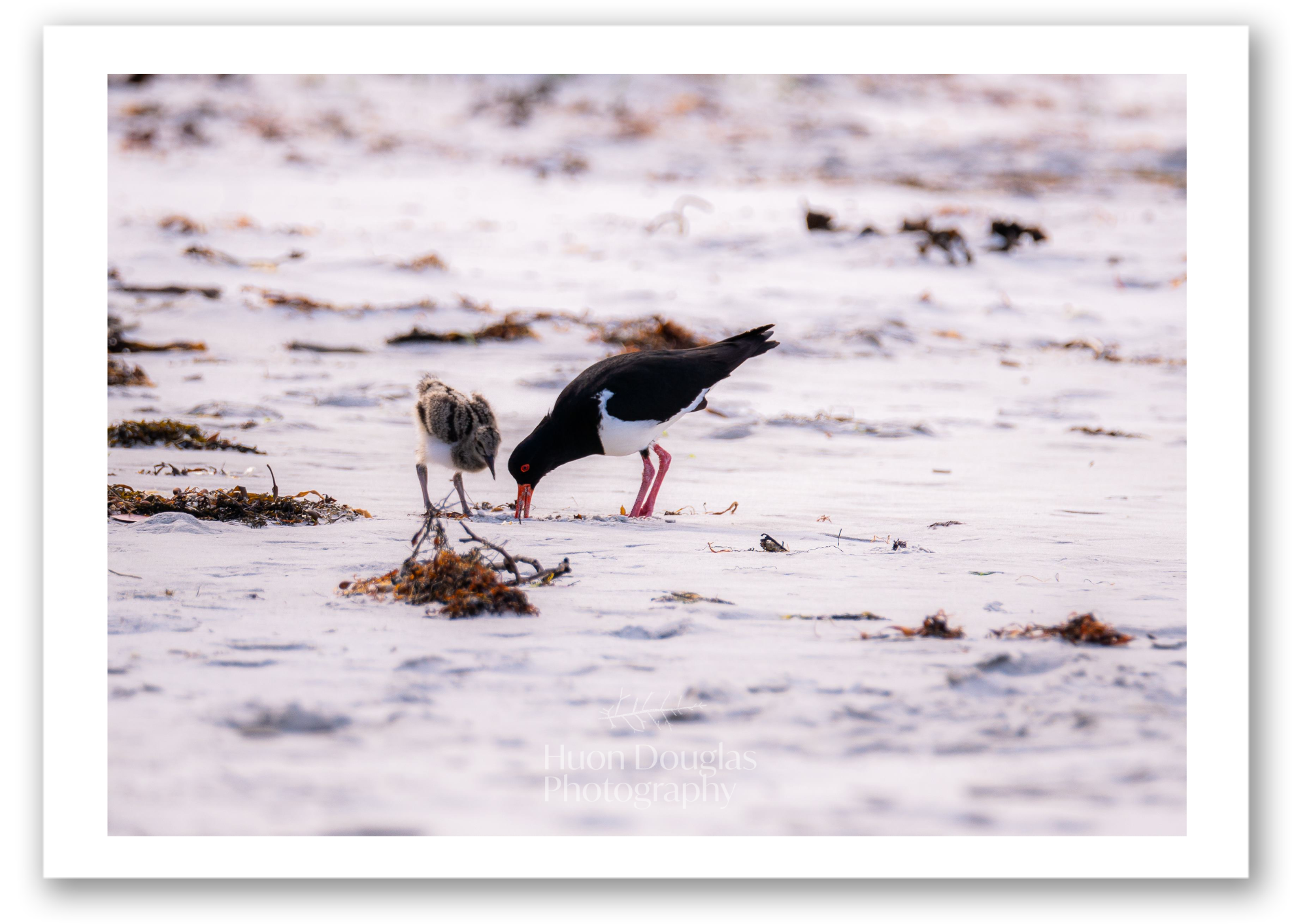 Pied Oyster Catcher A4.png