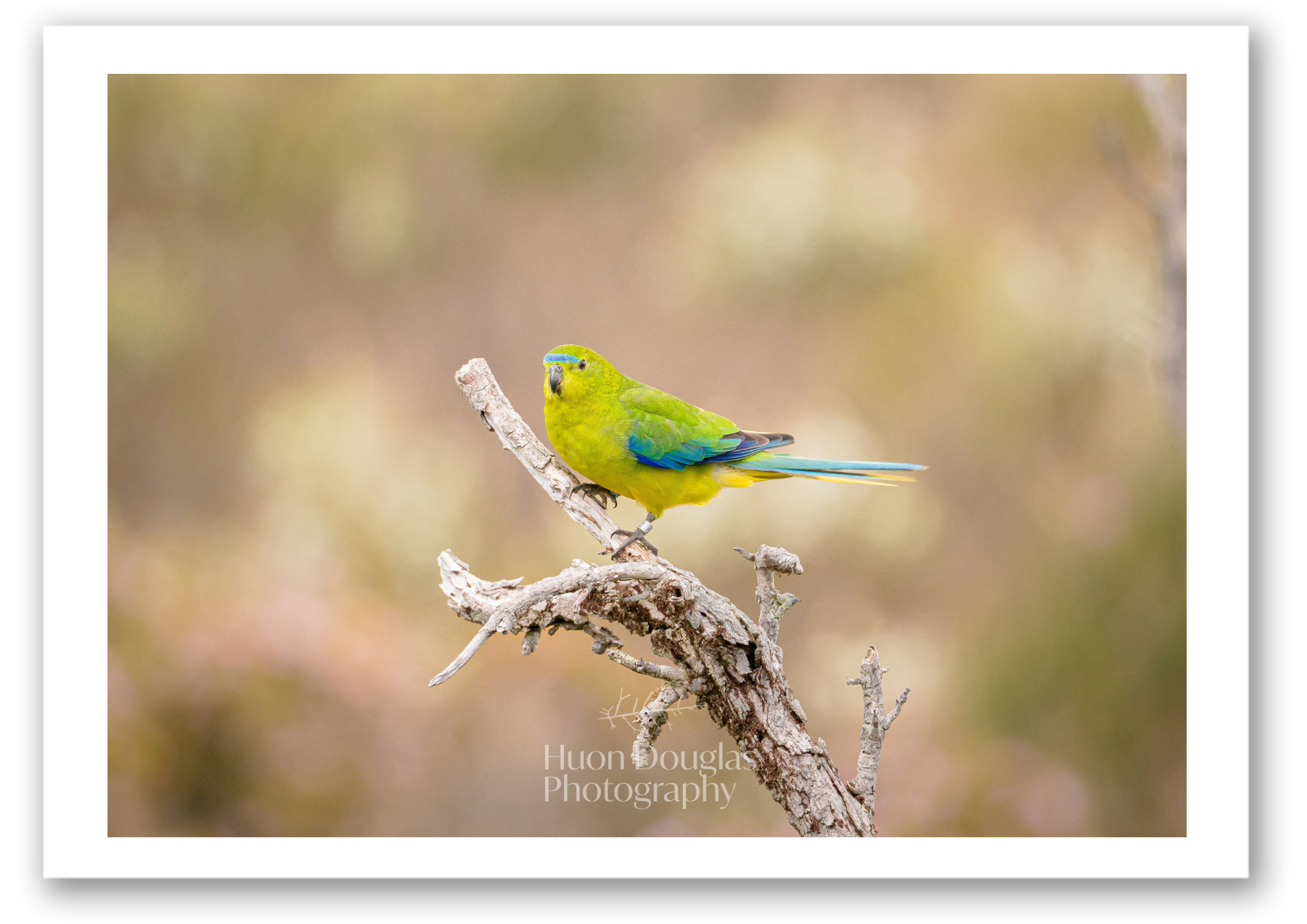 Orange Bellied Parrot3 A4.png