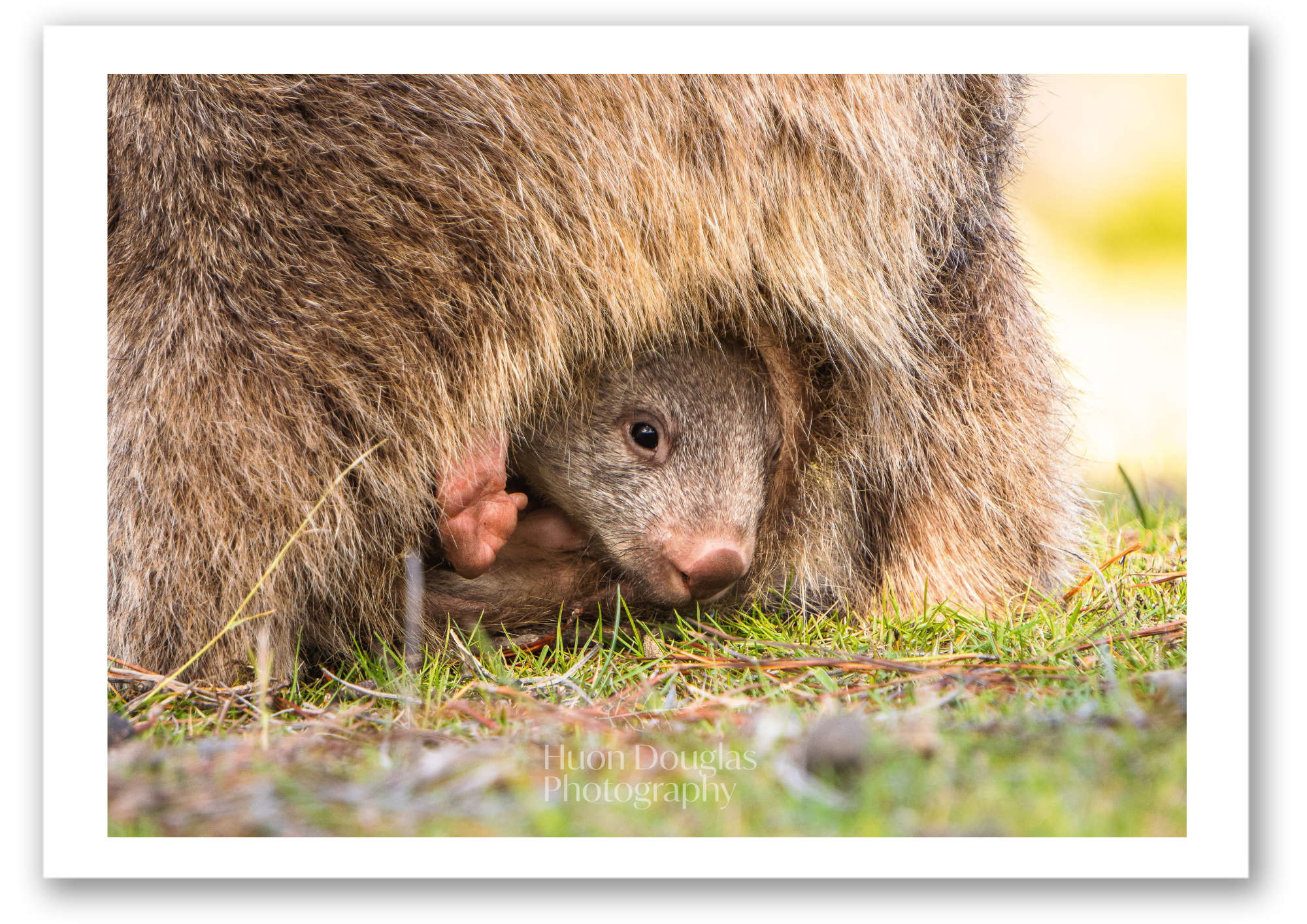 Little Wombat A4.png