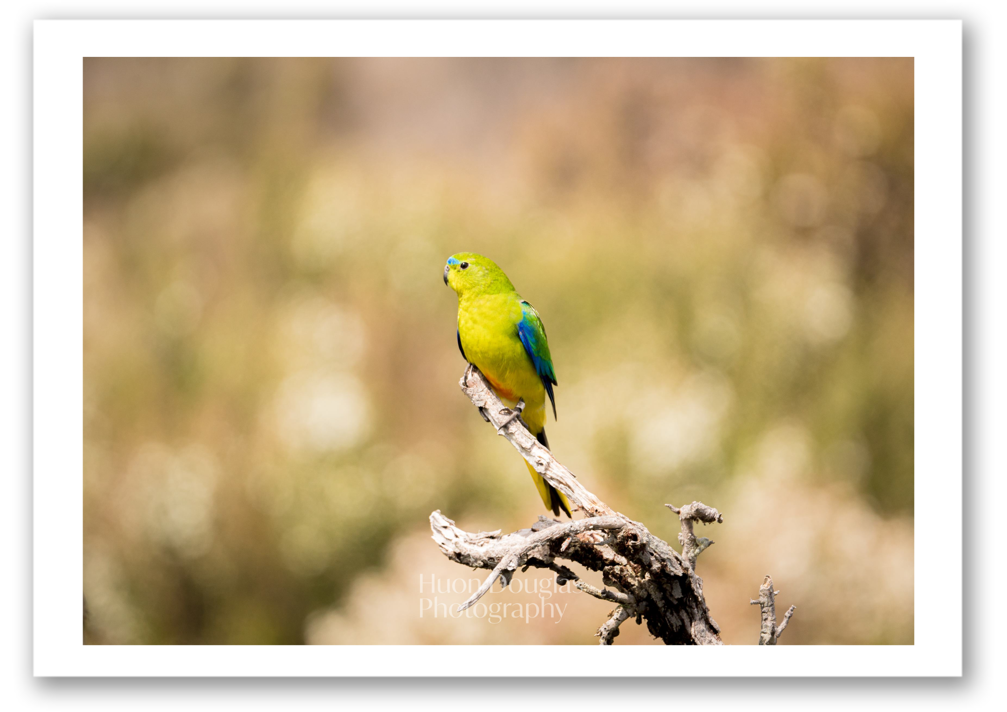 Orange Bellied Parrot2 A4.png