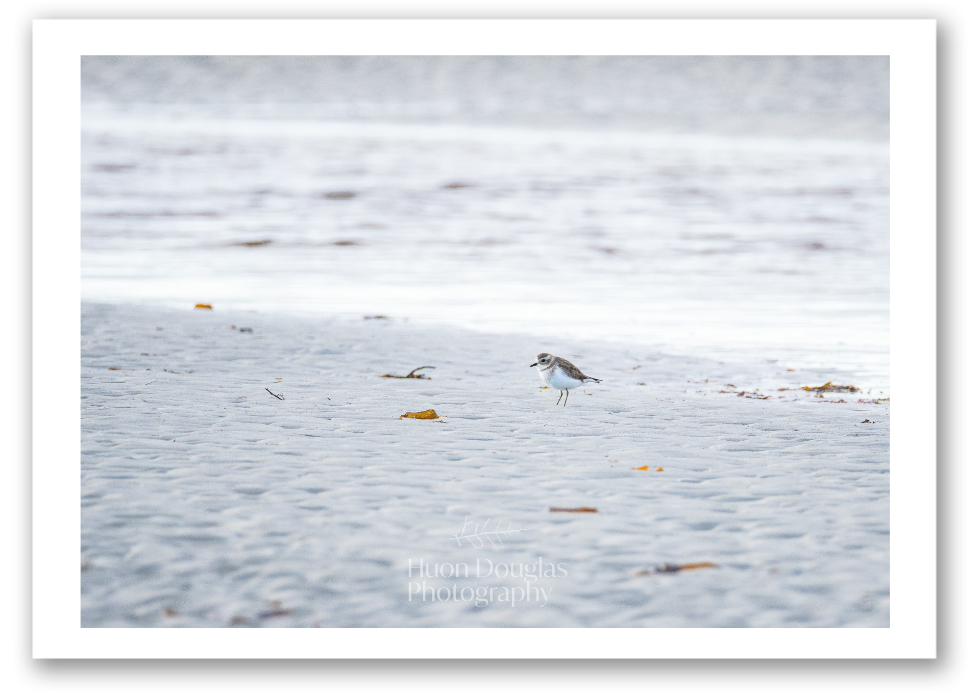 Banded Plover A4.png