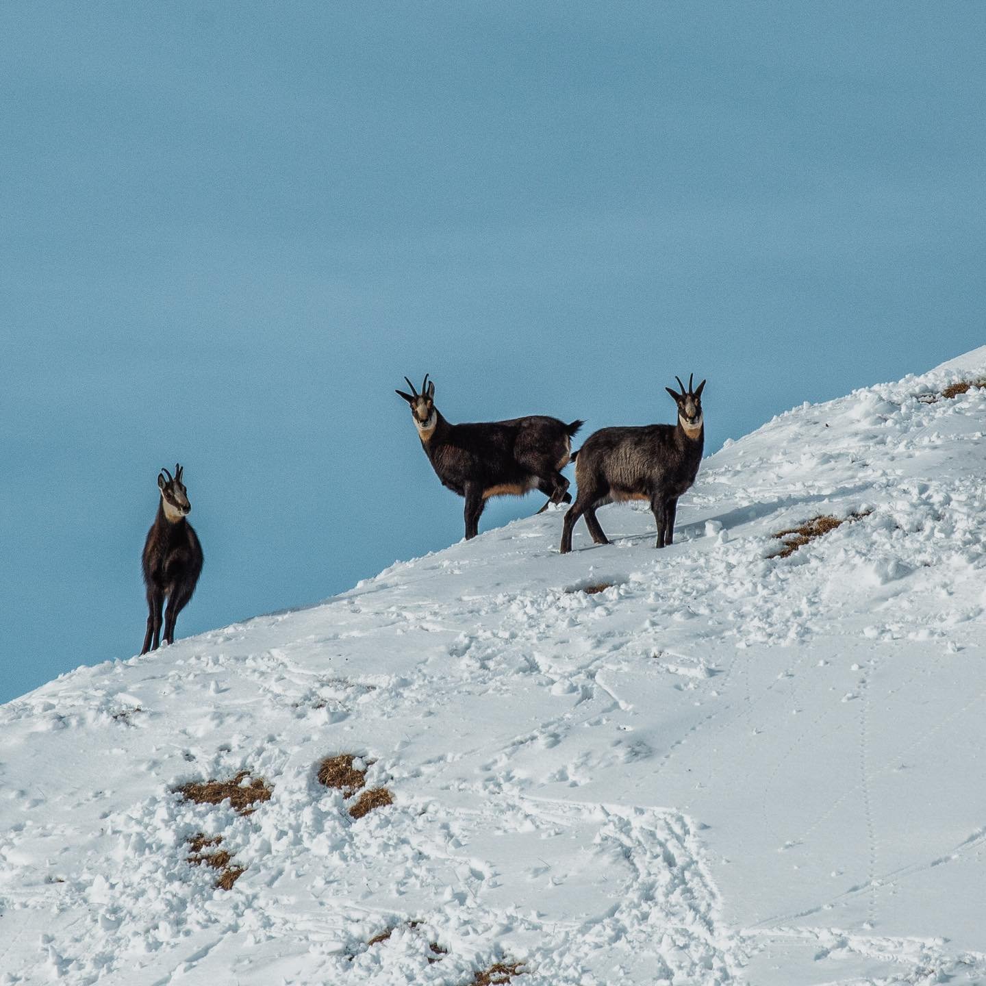 Unexpected encounters at high altitude 🏔️🦌 
.......
Unexpected encounters at high altitute 🏔️🦌
 
#sanbernardinoswissalps #sanbernardino #mountains #chamois