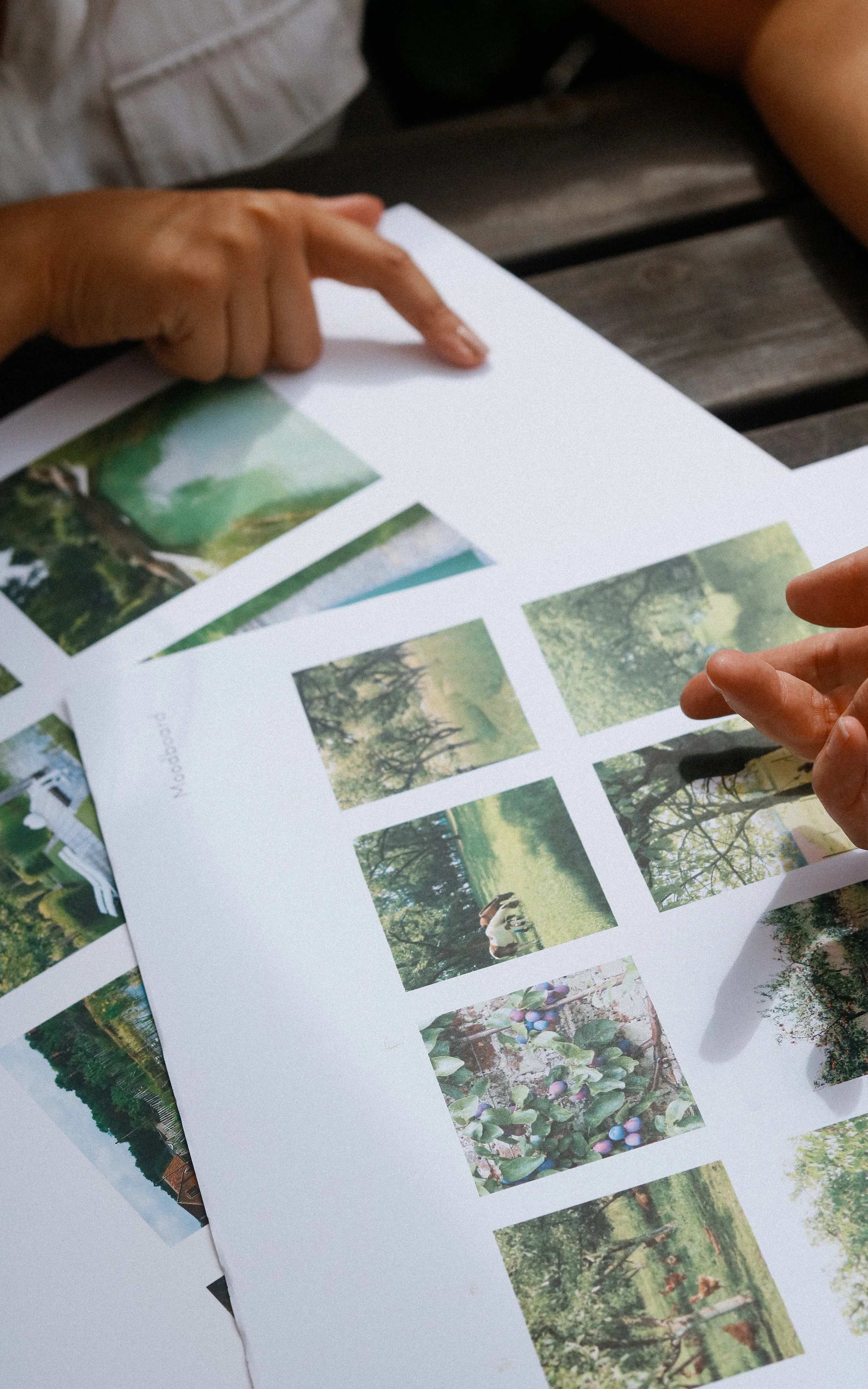 Bruise-coloured hydrangea heads against a dark background