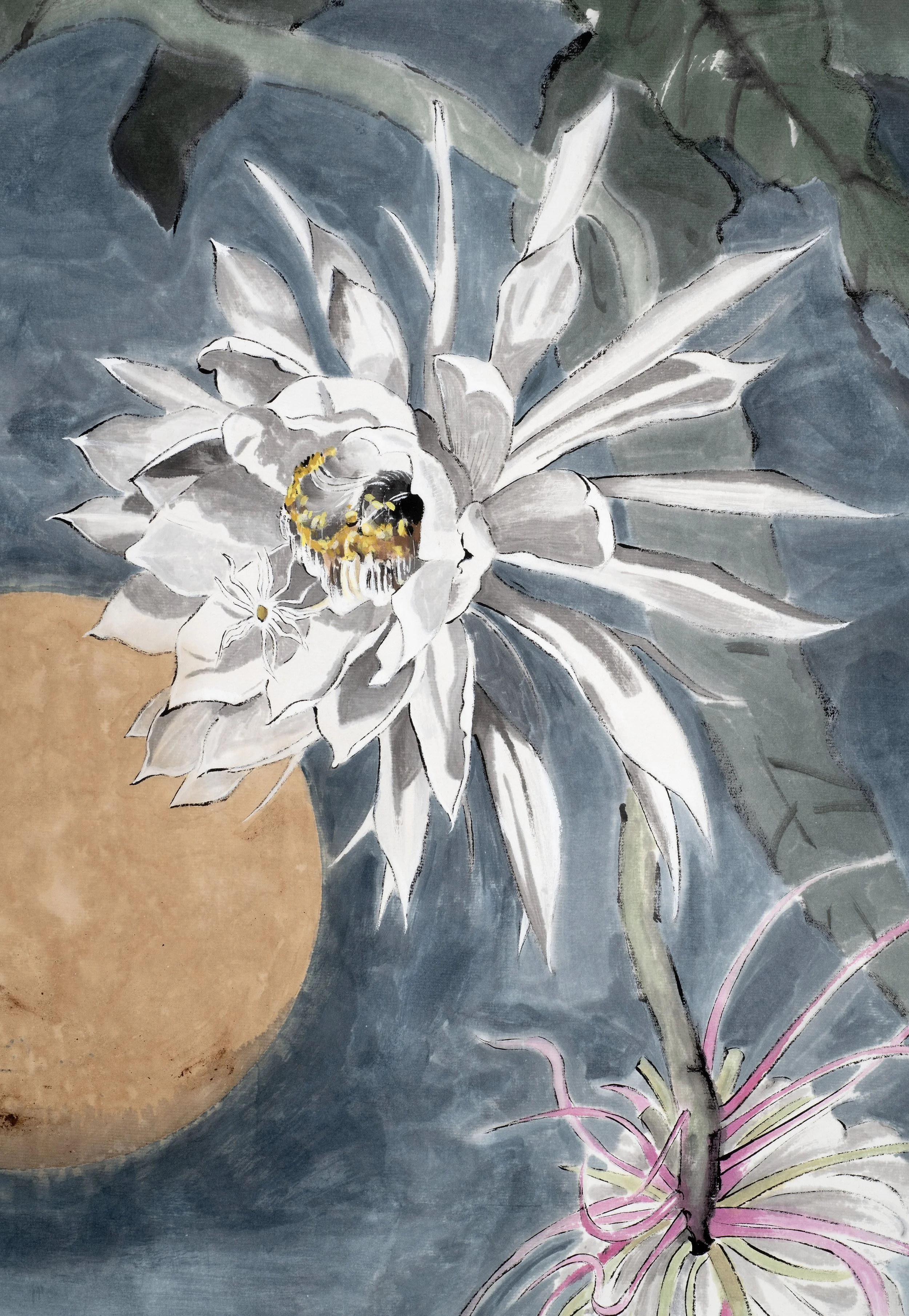 Epiphyllum oxypetalum