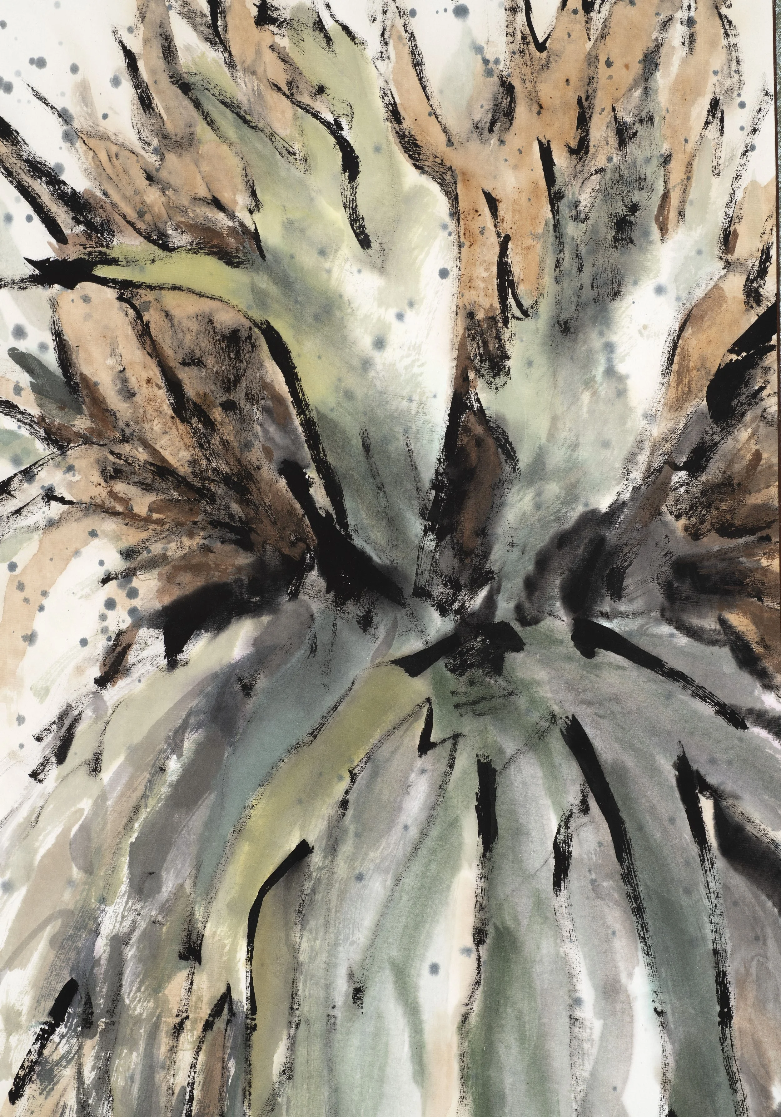 Platycerium bifurcatum