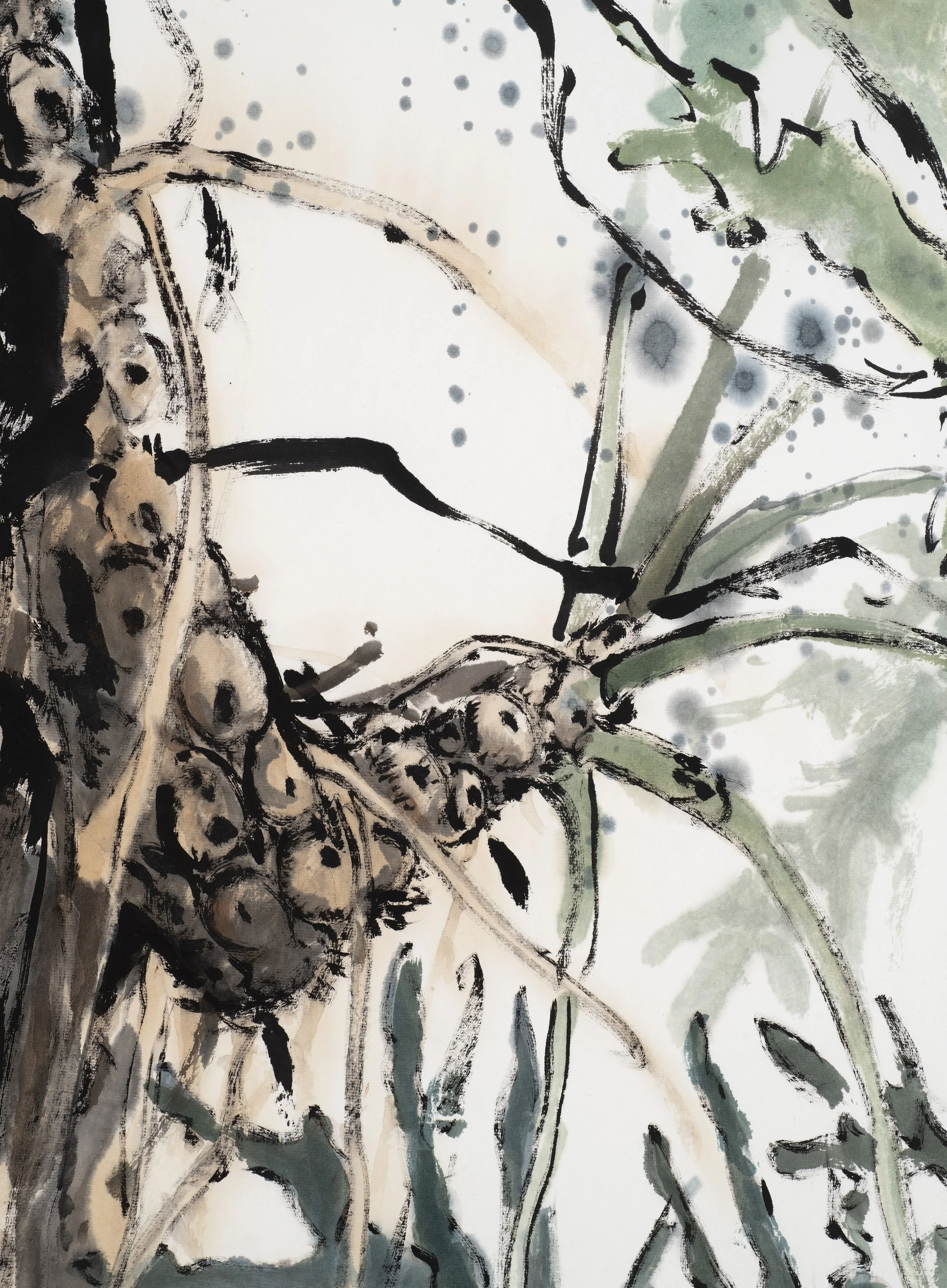 Philodendron bipinnatifidum