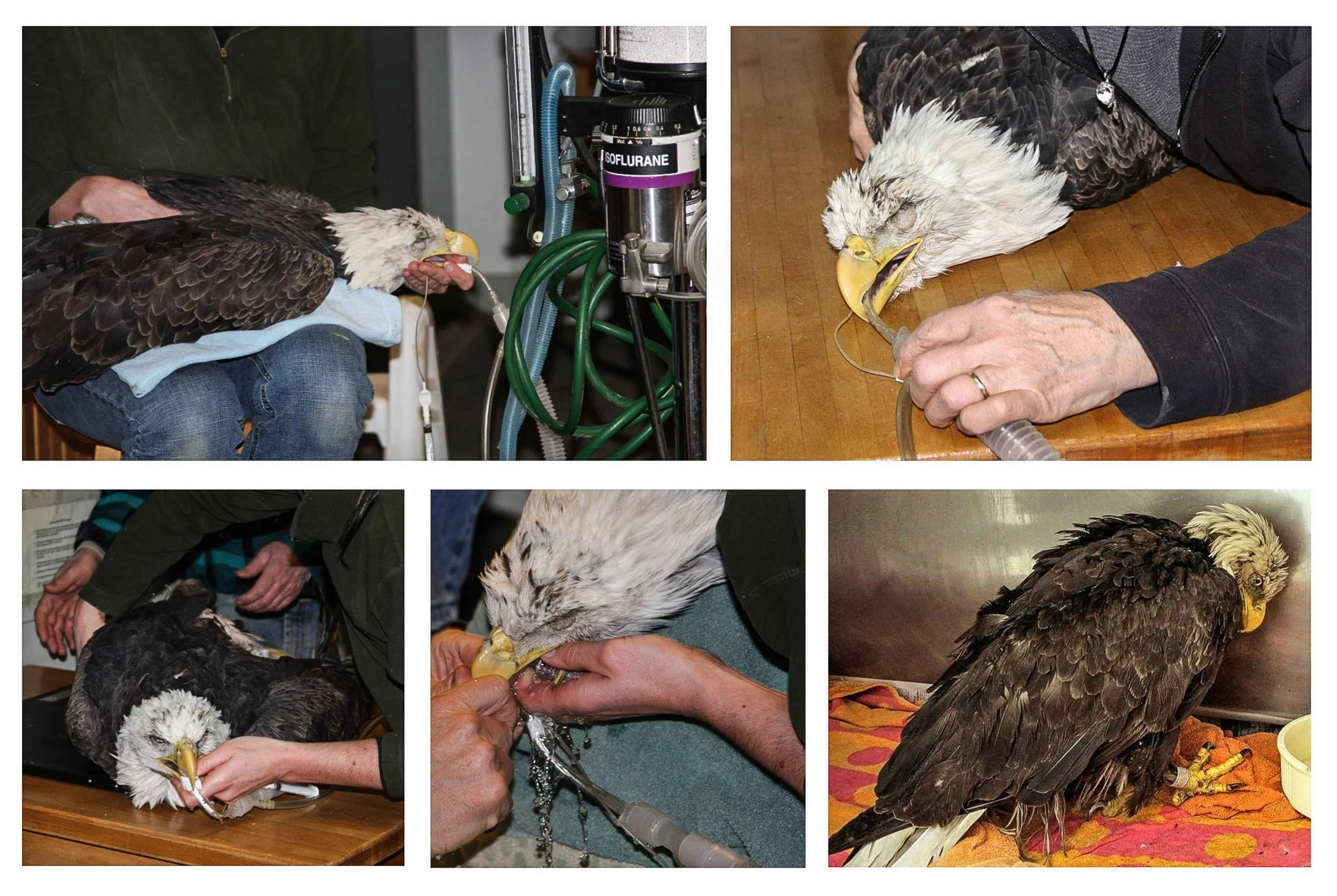 Poison Bullets by Ted Williams — Raptor Education Group, Inc.