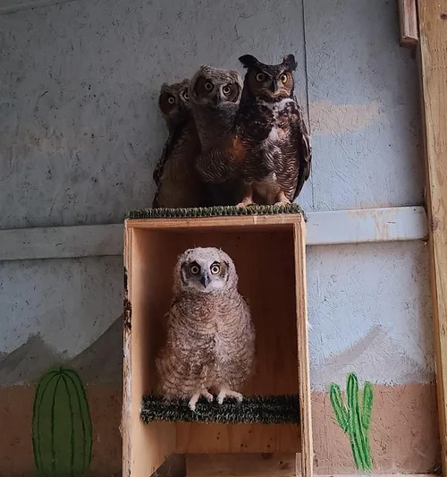 SERVICES 2 RAPTOR EDUCATION GROUP INC visual data 3