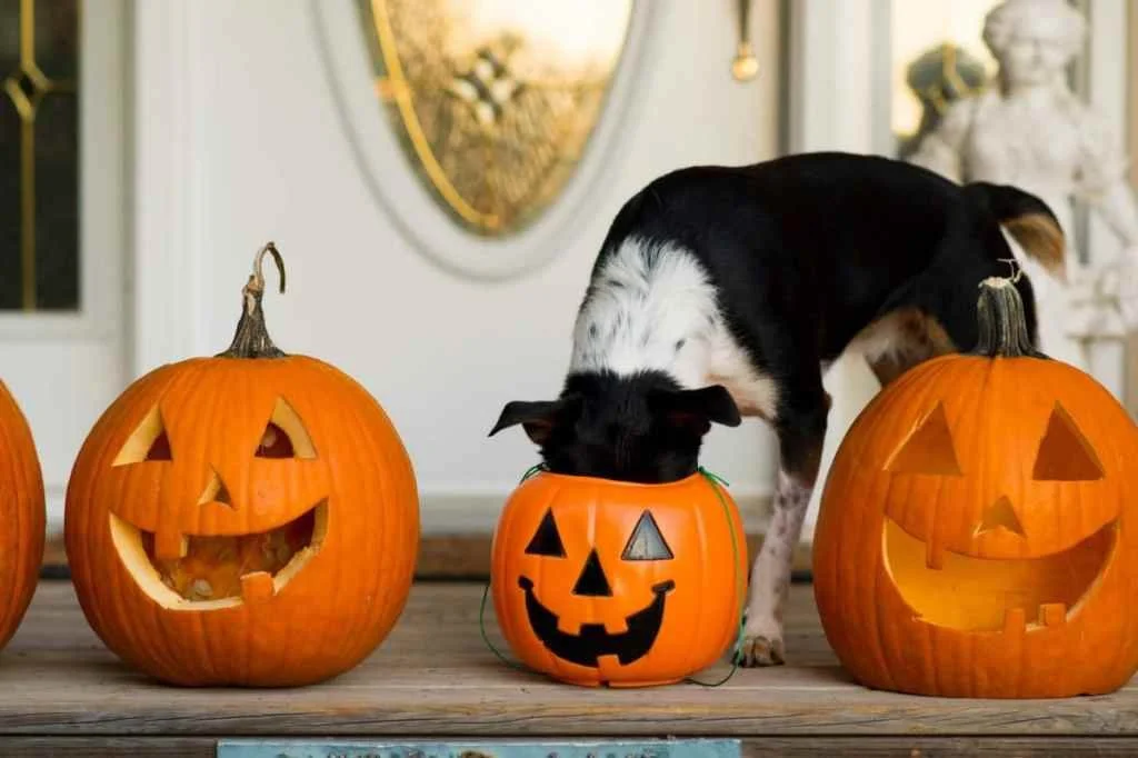 7 Tips to Keep Your Pets Out of the Spook on Halloween!
