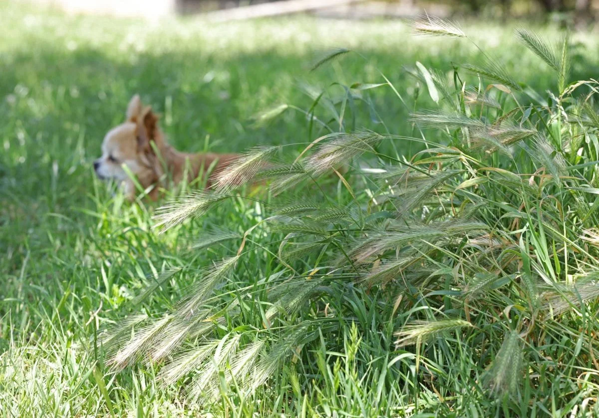 The Hidden Hazard on Every Trail: What Central Oregon Pet Owners Need to Know About Foxtails &amp; Cheatgrass